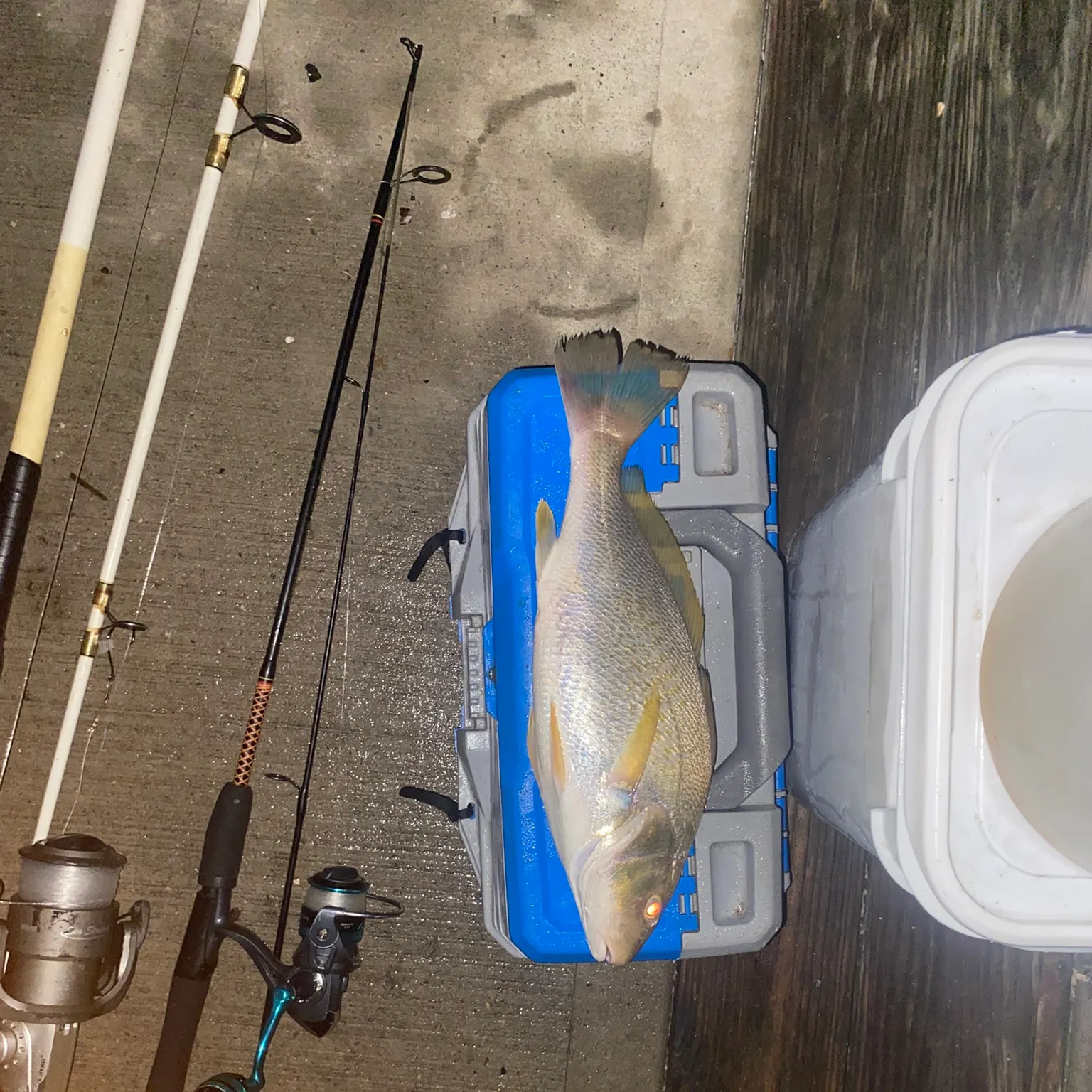 The most recent Atlantic croaker catches on Fishbrain