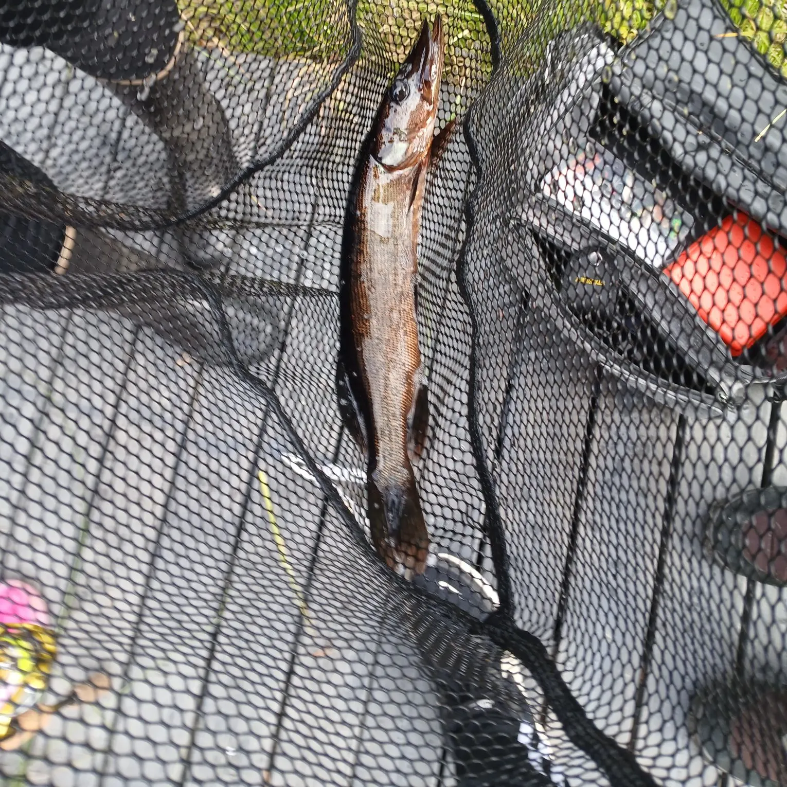 Northern pike caught on Fishbrain