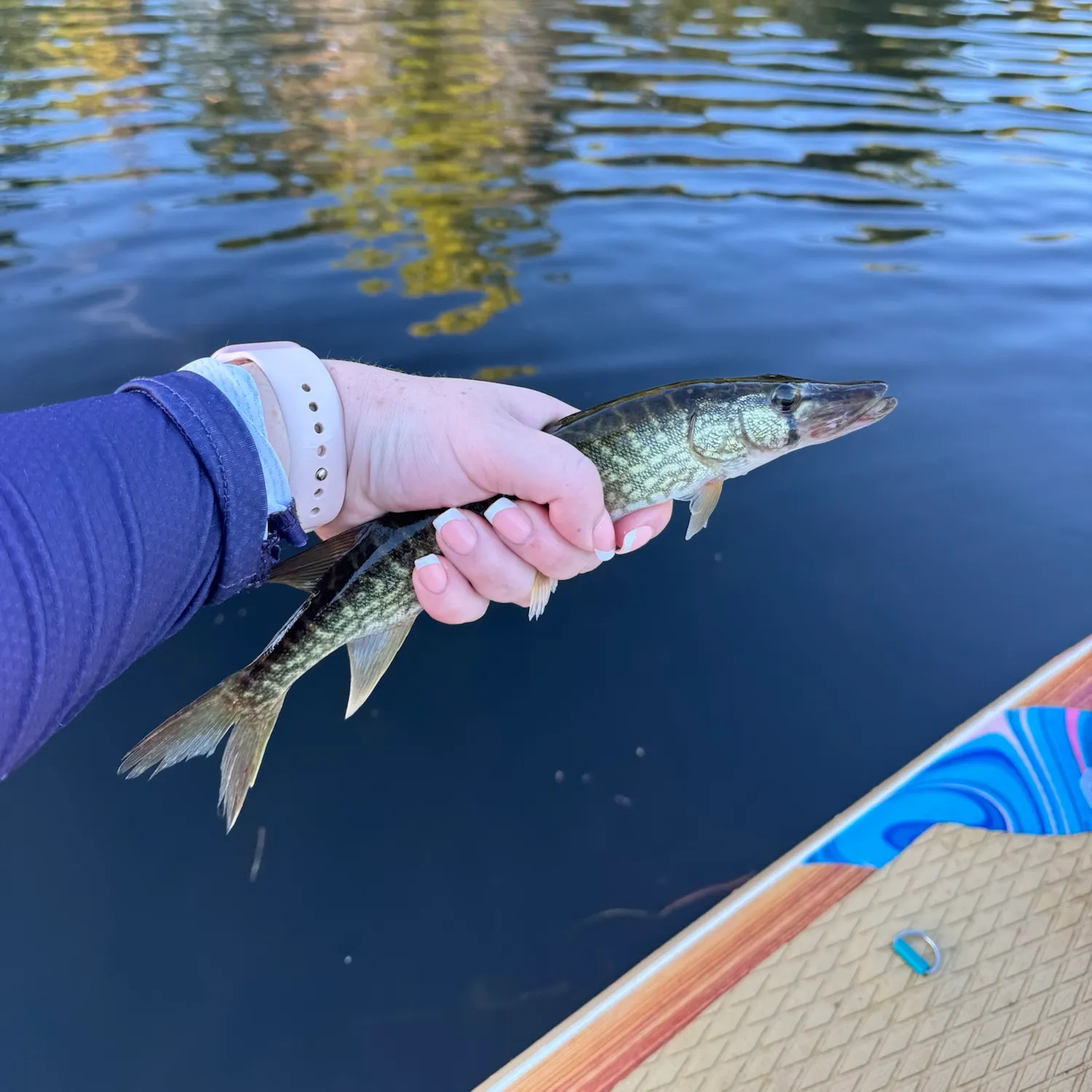Grass pickerel caught on Fishbrain