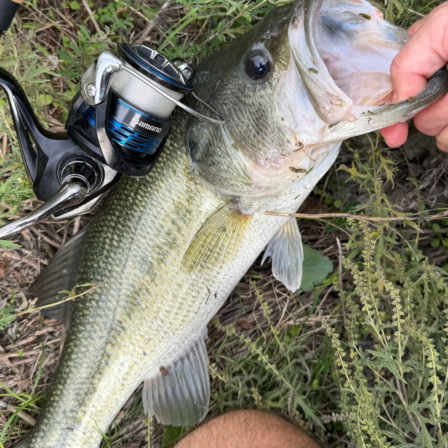 Largemouth bass caught on Fishbrain