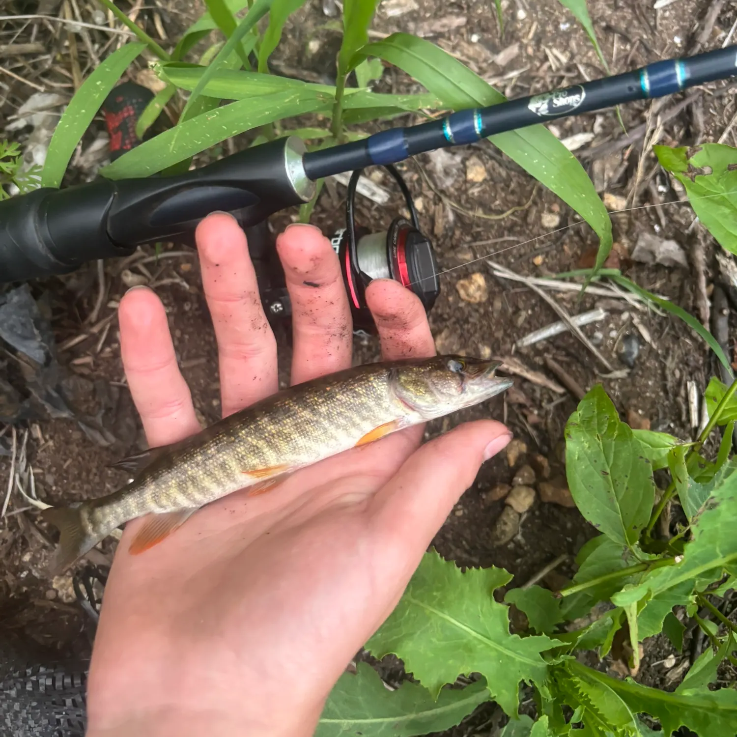 The most recent Redfin pickerel catches on Fishbrain