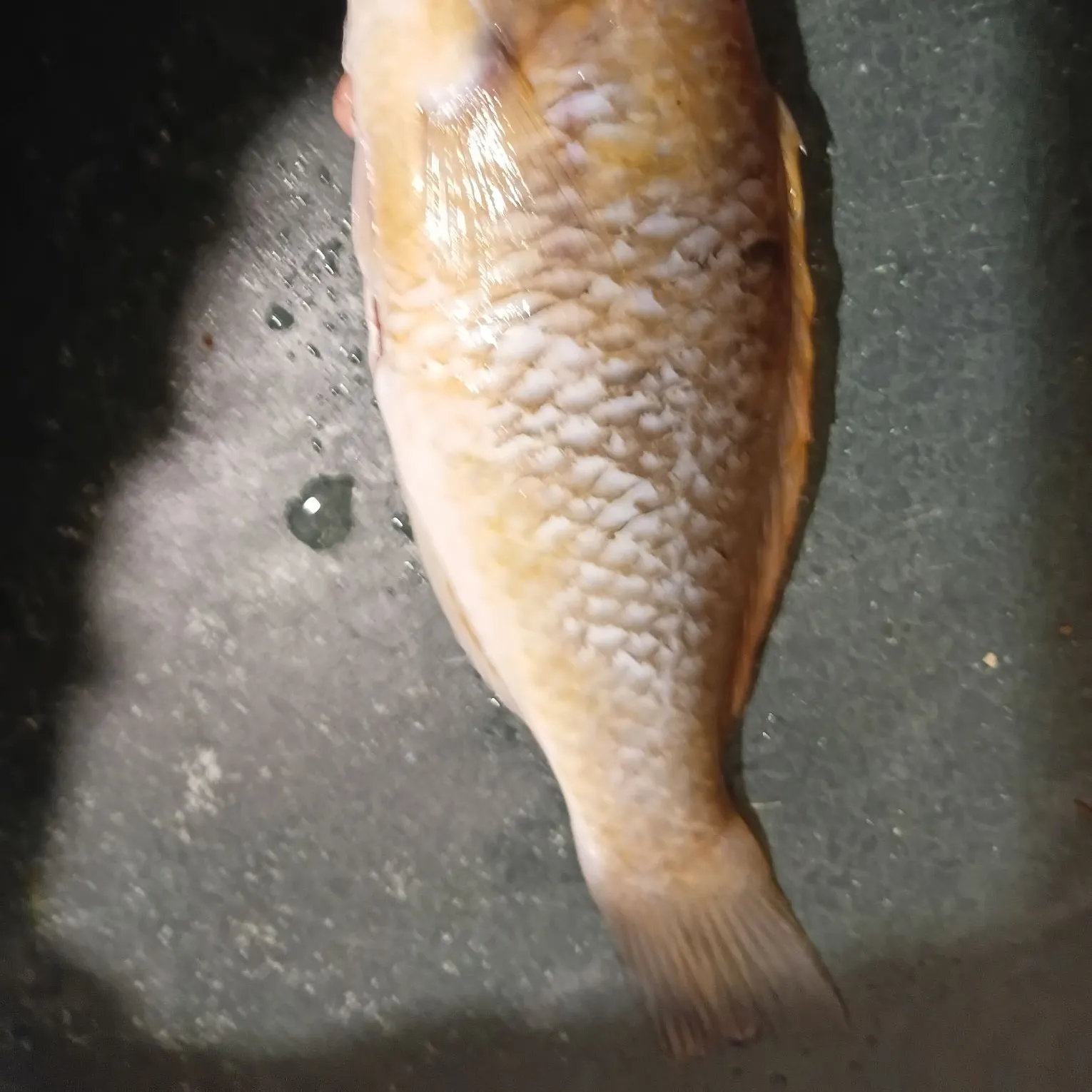 The most recent Eastern wirrah catches on Fishbrain