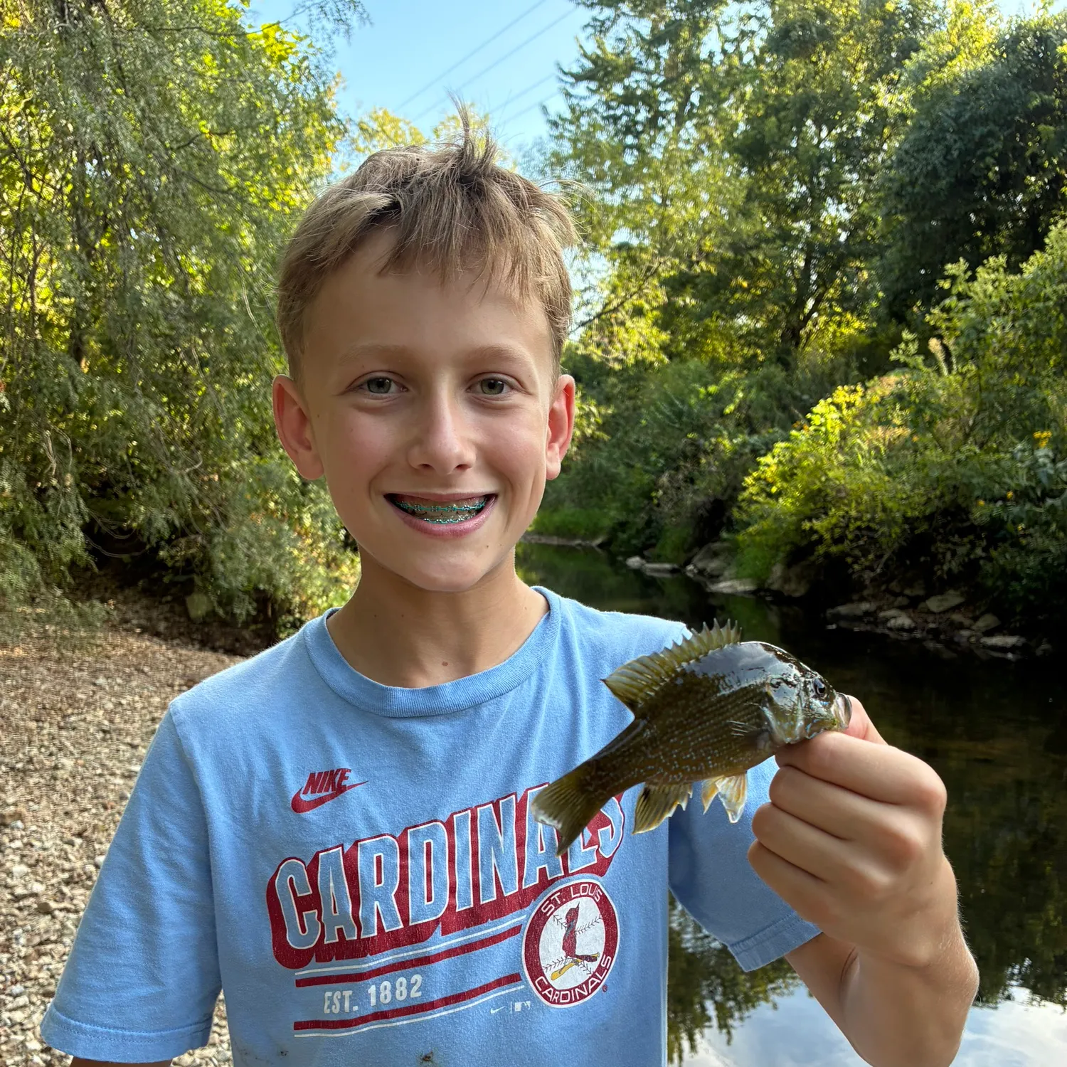 Green sunfish caught on Fishbrain