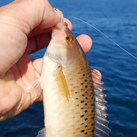 The most recent Long green wrasse catches on Fishbrain