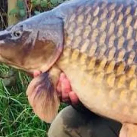 Common carp caught on Fishbrain
