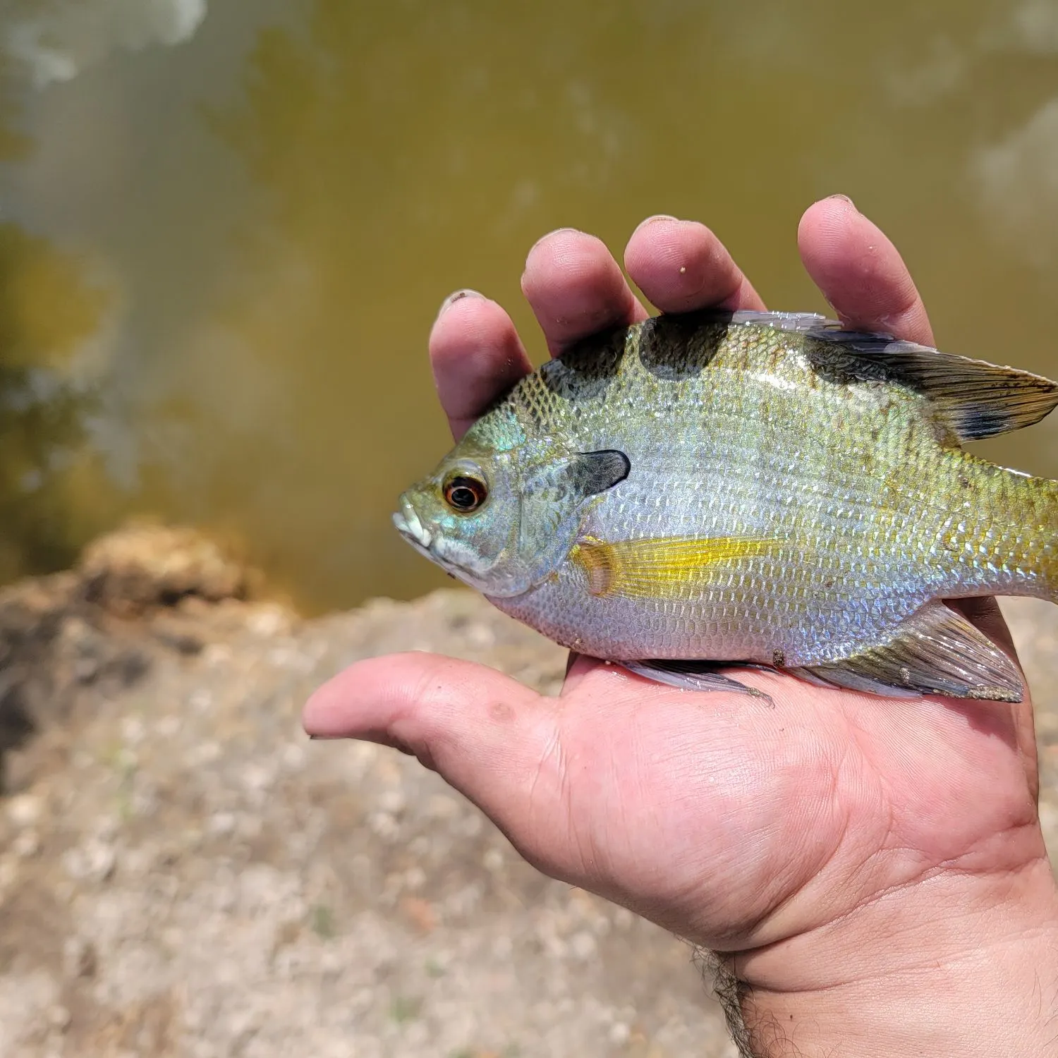 Fish caught on Fishbrain