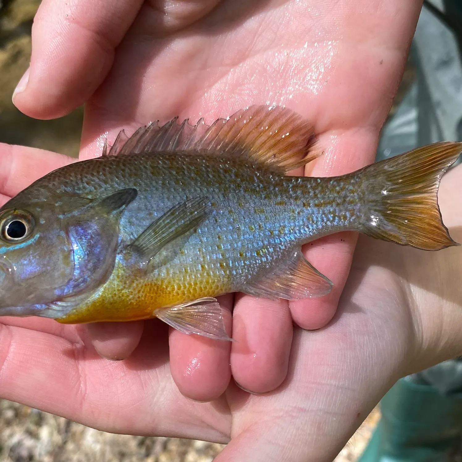 The most recent Redbreast sunfish catches on Fishbrain