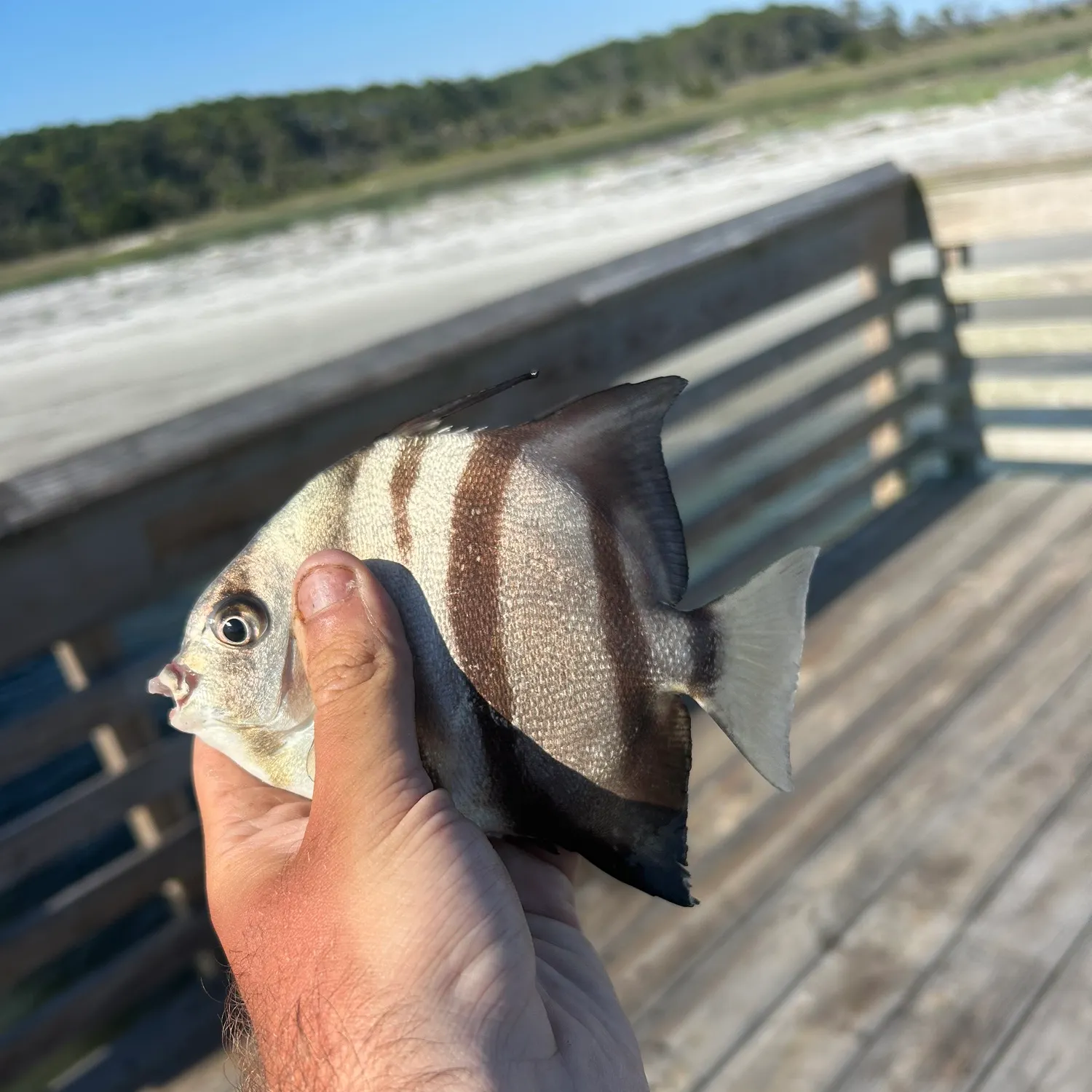 The most recent Atlantic spadefish catches on Fishbrain