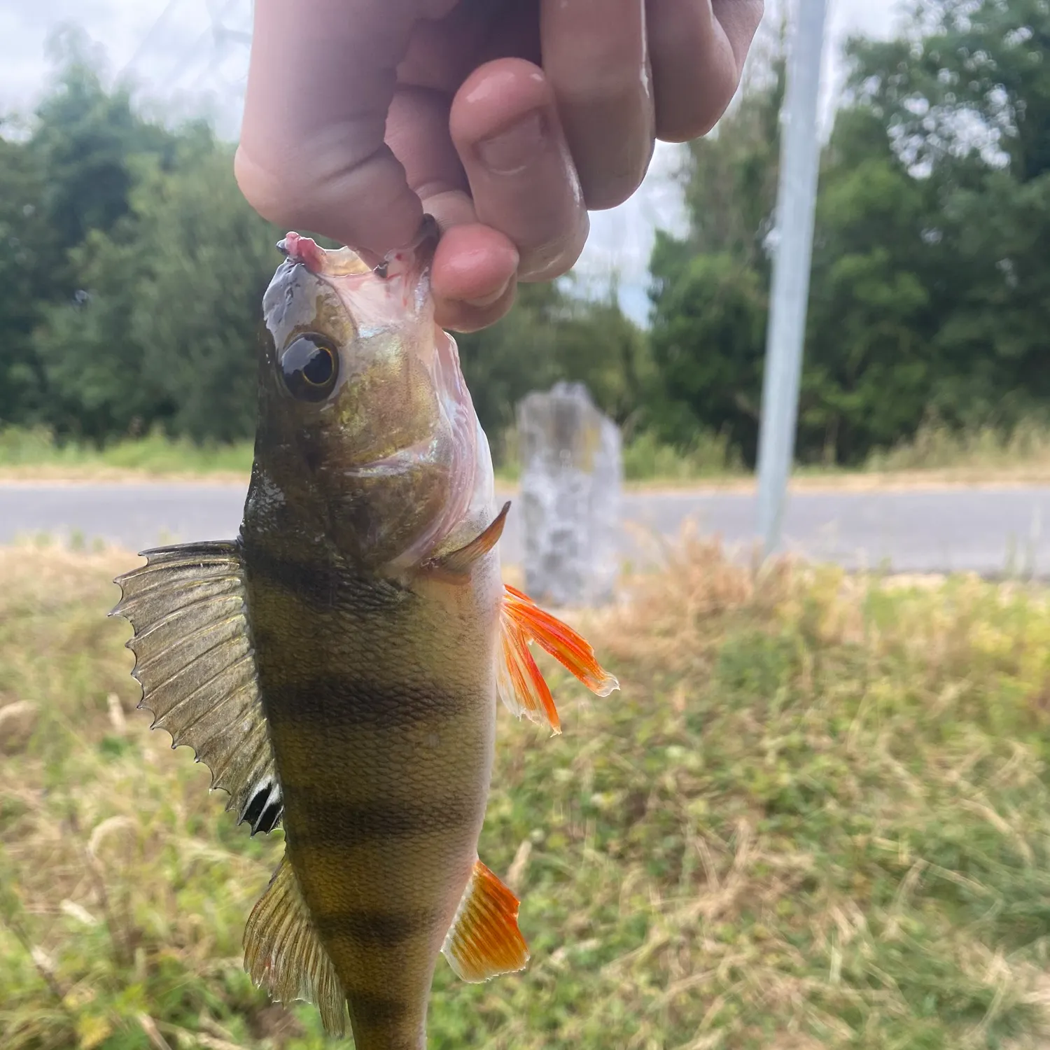 catch