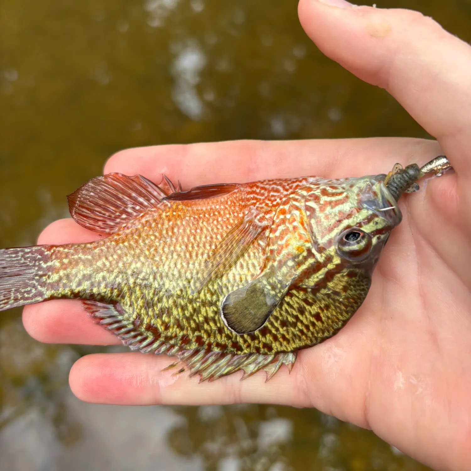 Pumpkinseed caught on Fishbrain