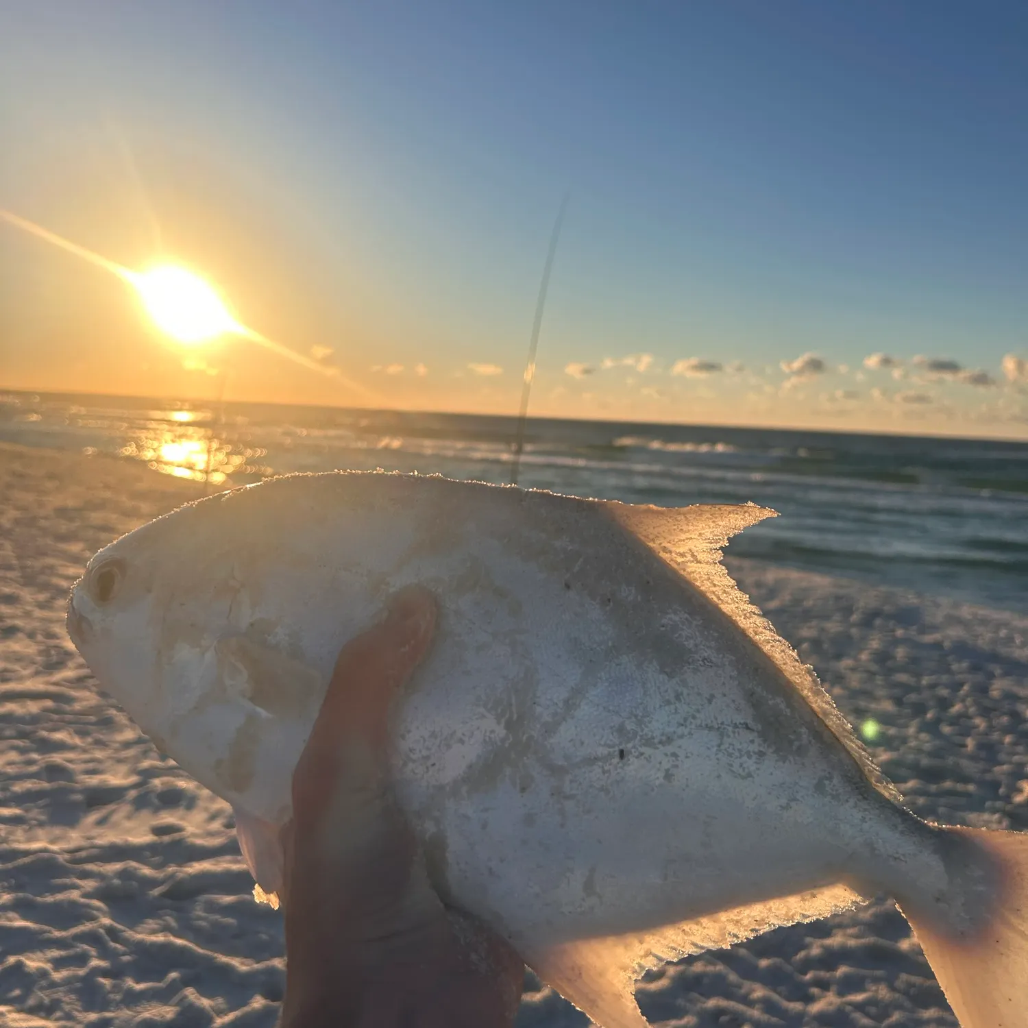 Florida pompano caught on Fishbrain