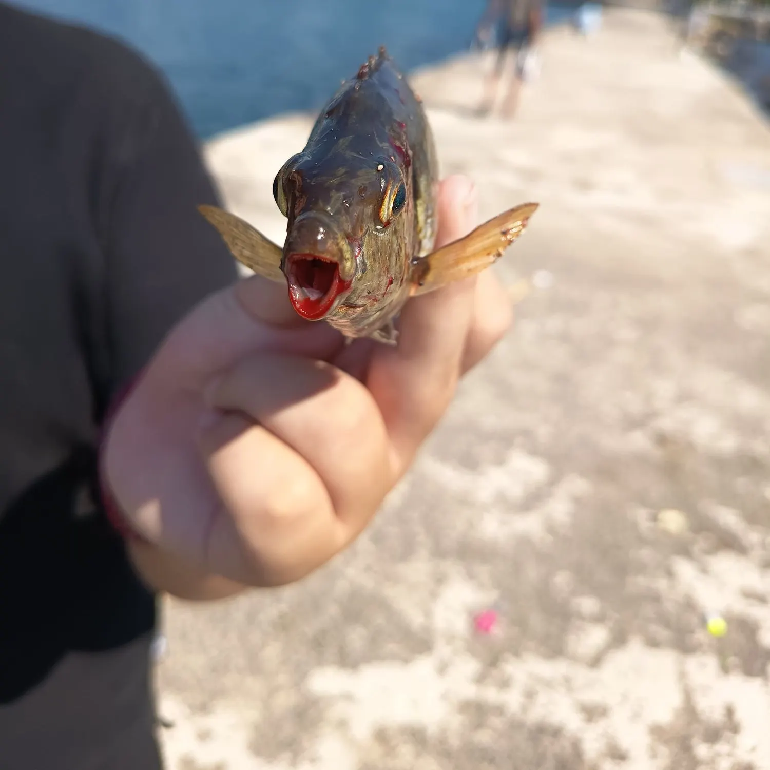 The most recent Marbled Spinefoot catches on Fishbrain