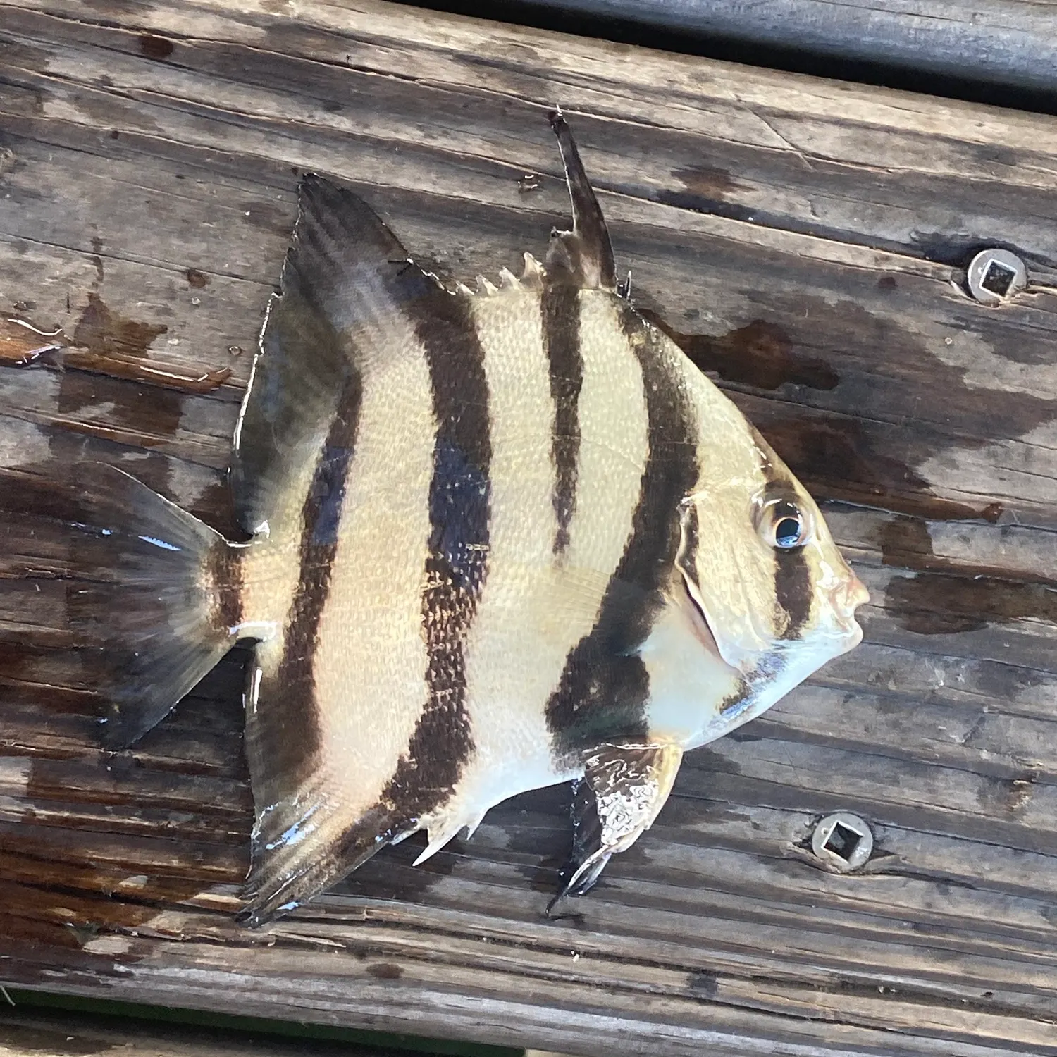 Atlantic spadefish caught on Fishbrain
