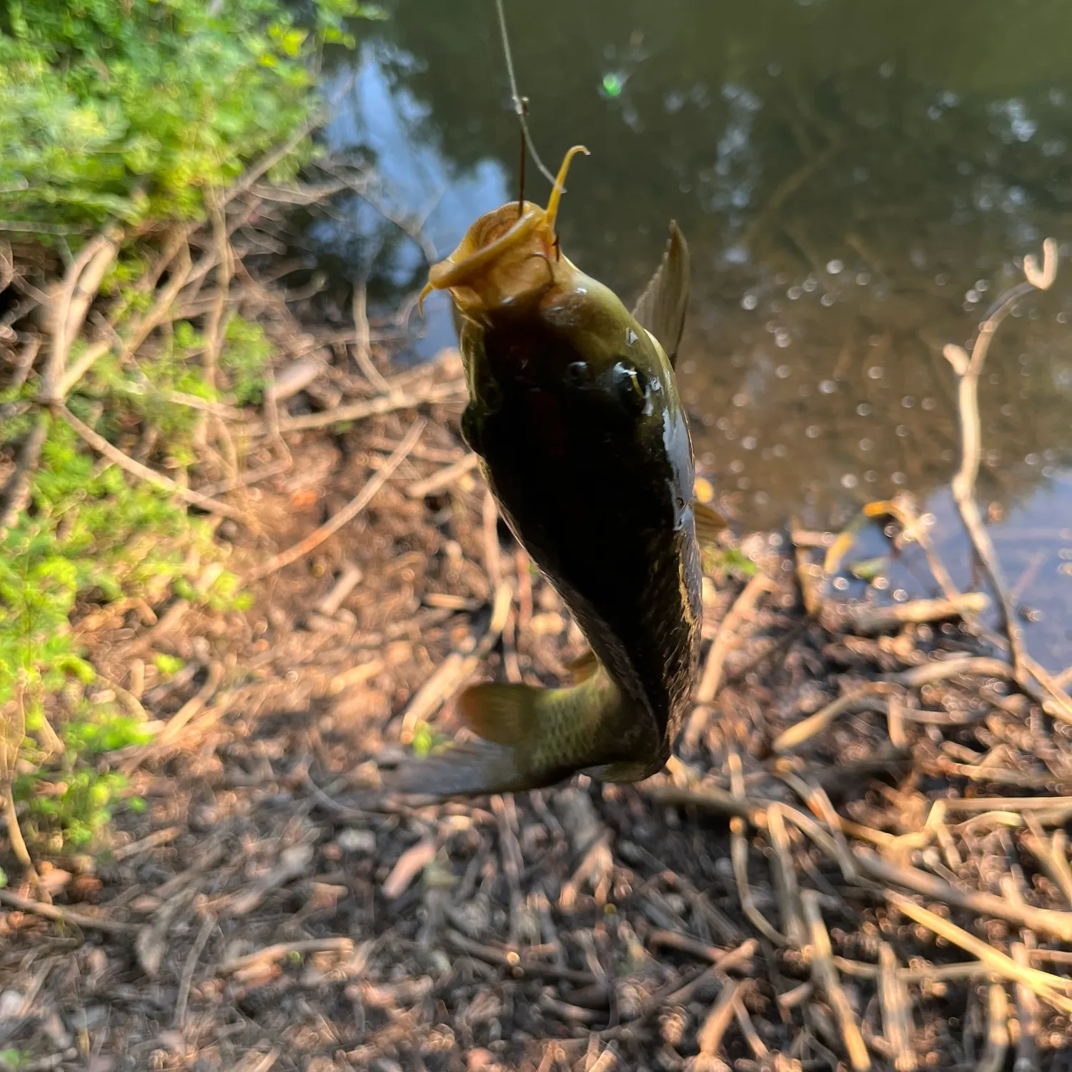 The most recent Common carp catches on Fishbrain