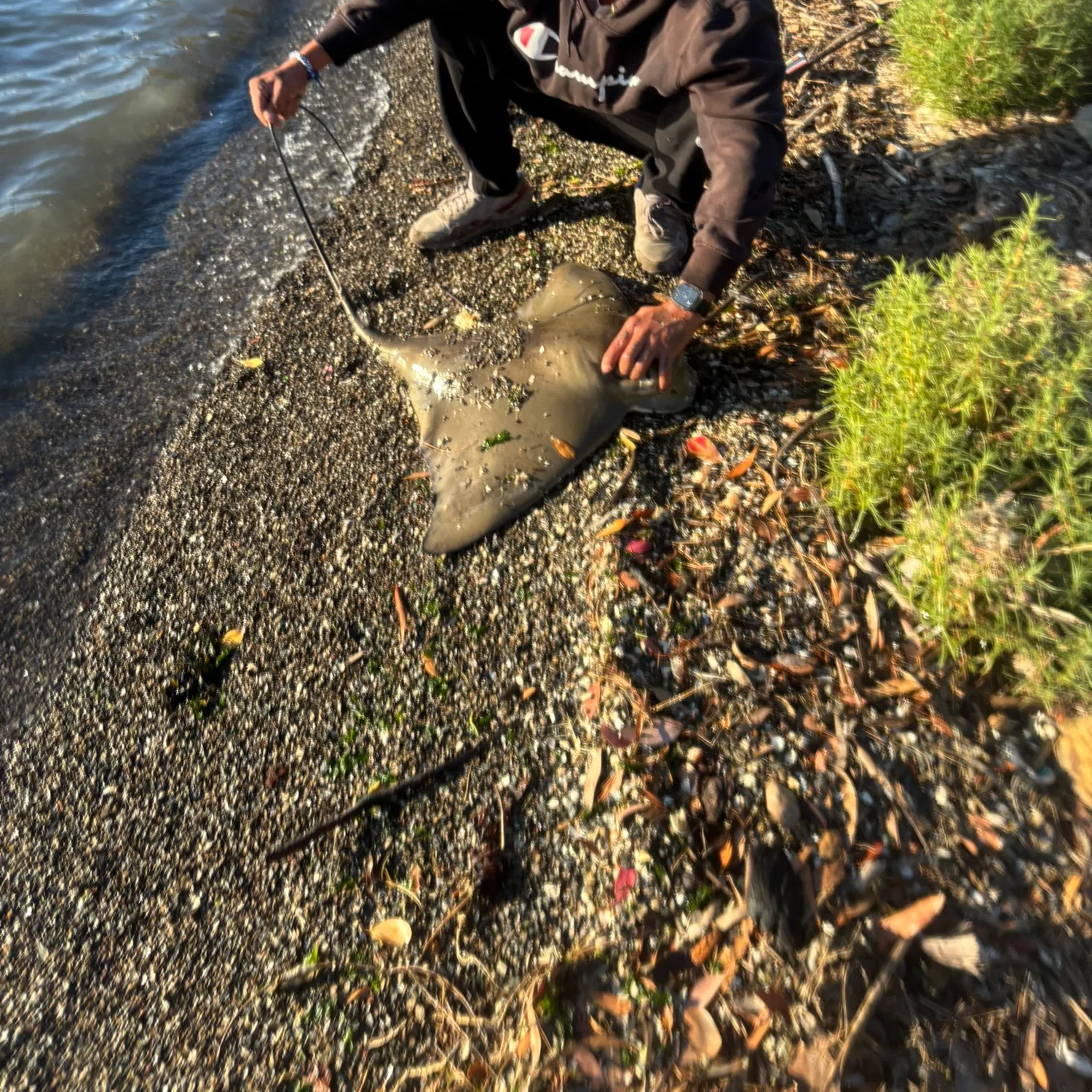 Bat eagle ray caught on Fishbrain