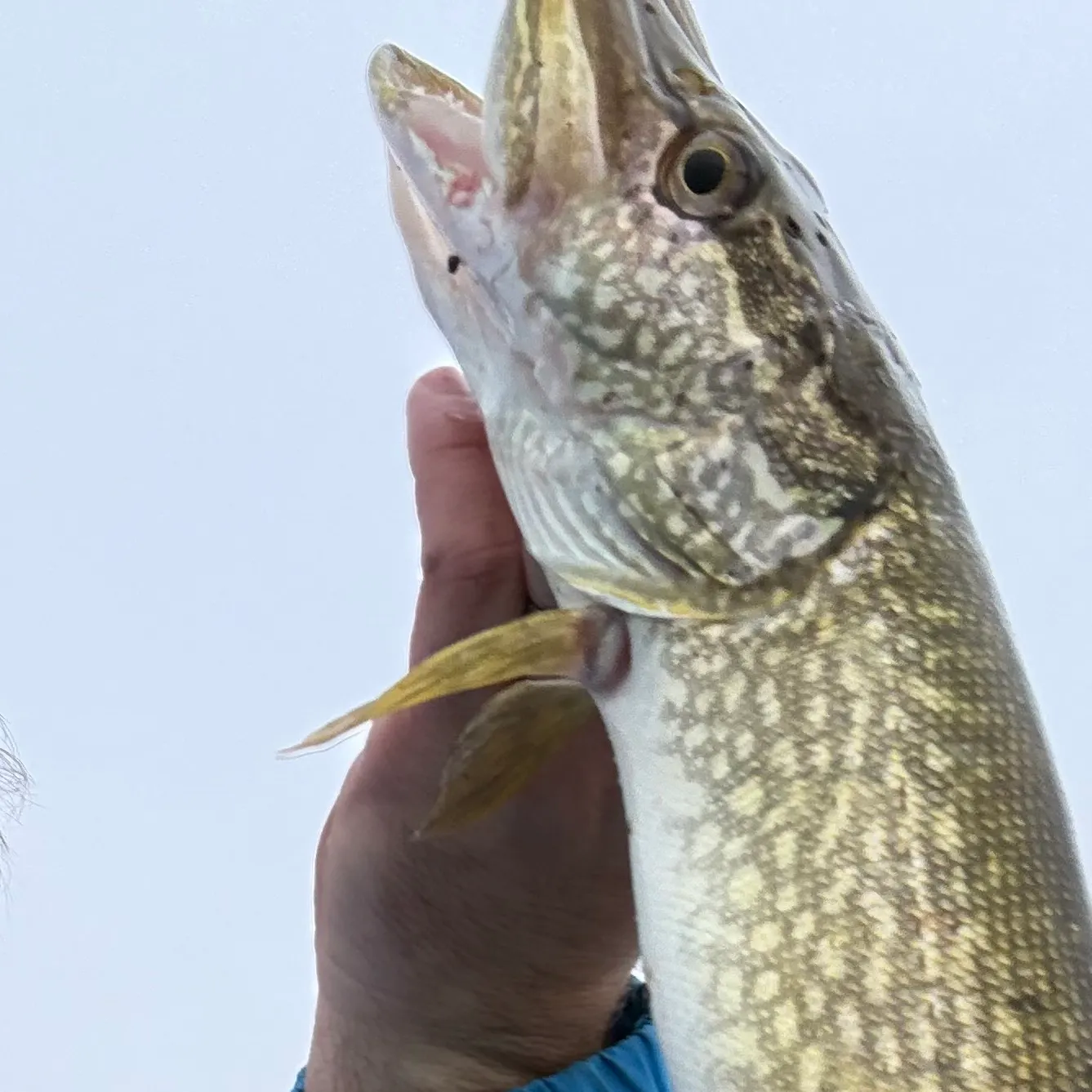 Northern pike caught on Fishbrain