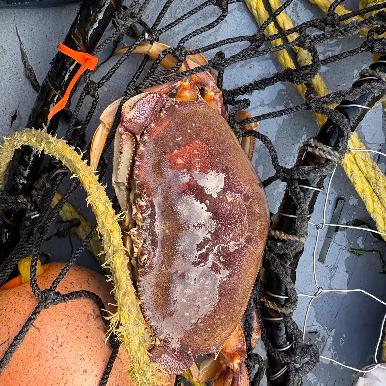 Dungeness crab caught on Fishbrain