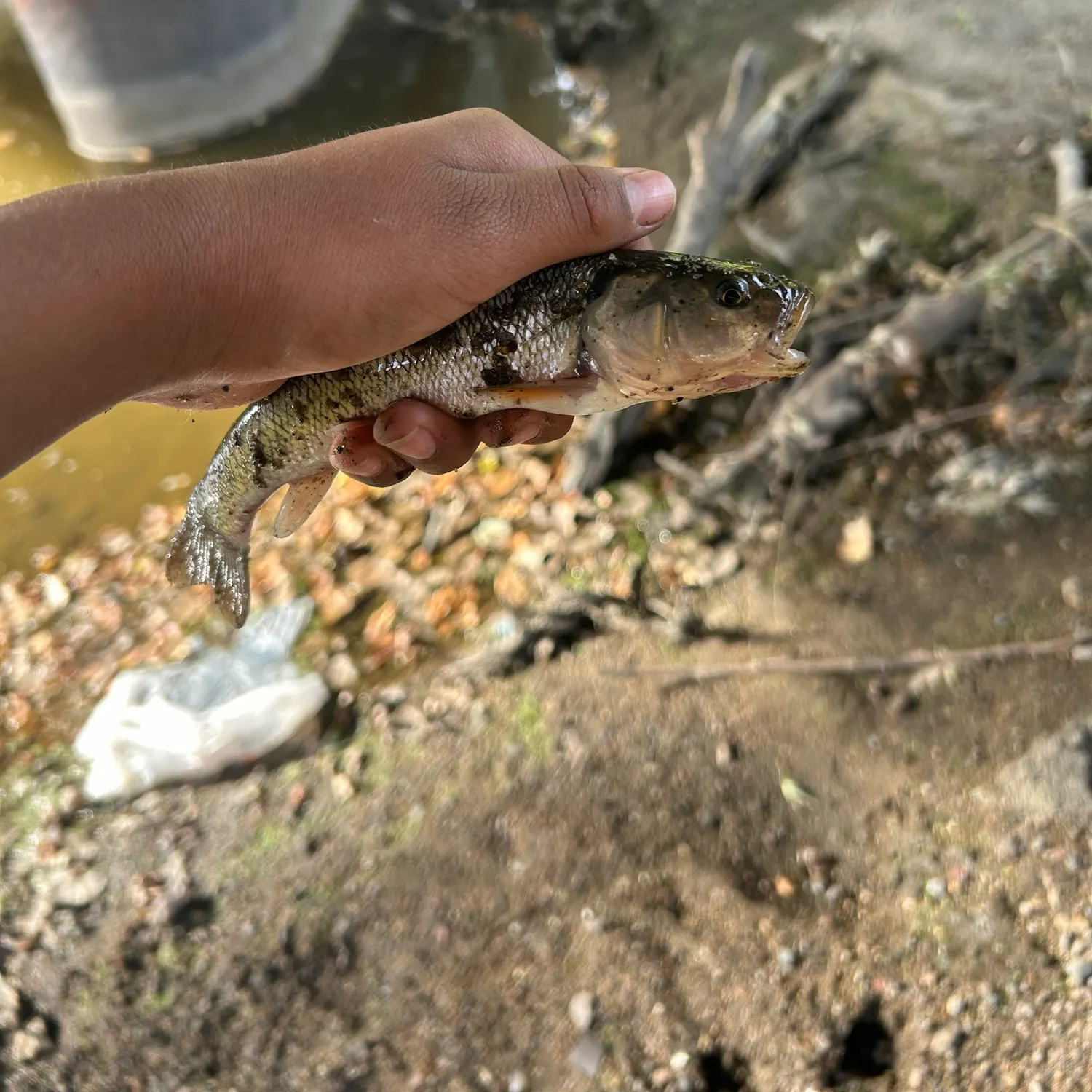 Creek chub caught on Fishbrain