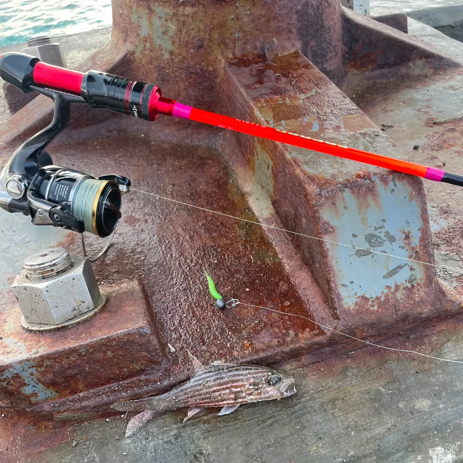 Fish caught on Fishbrain