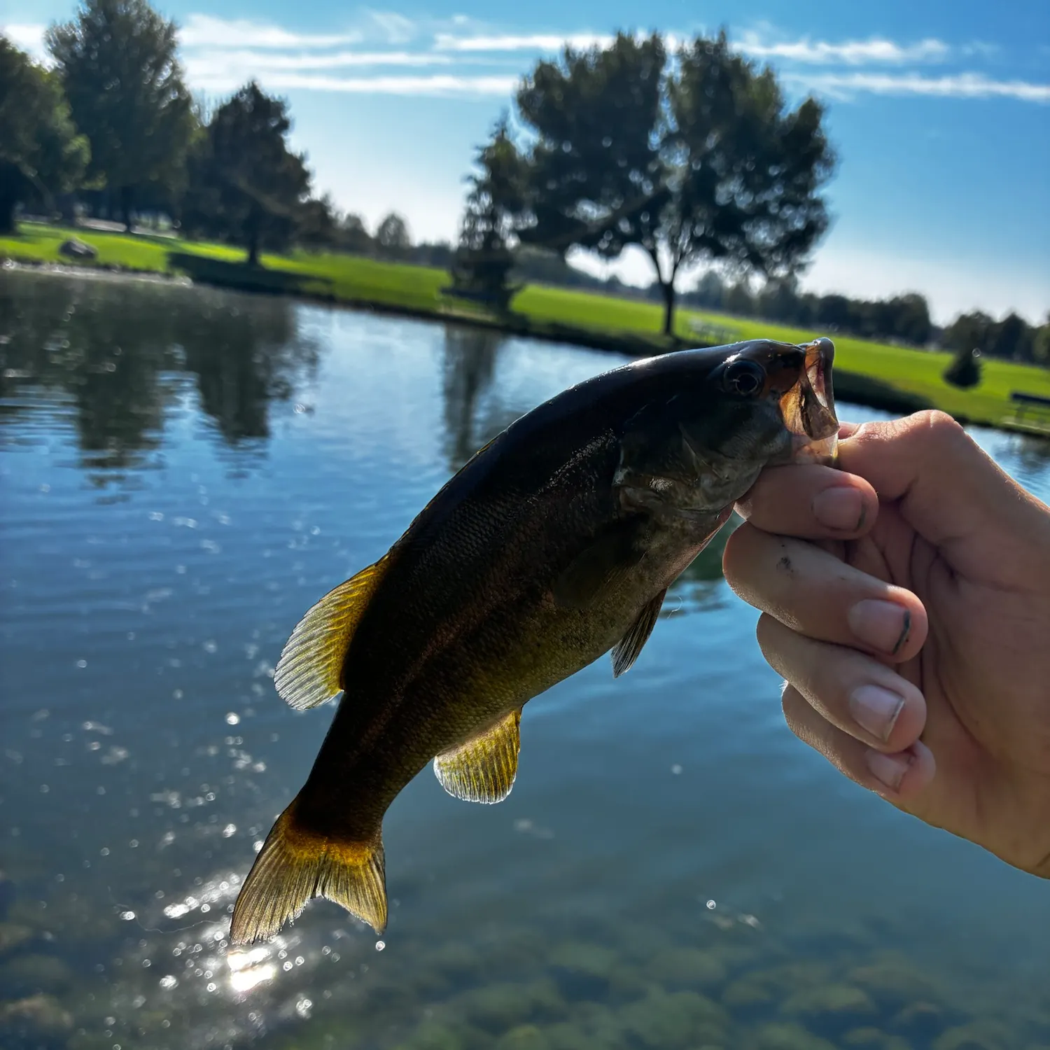 catch