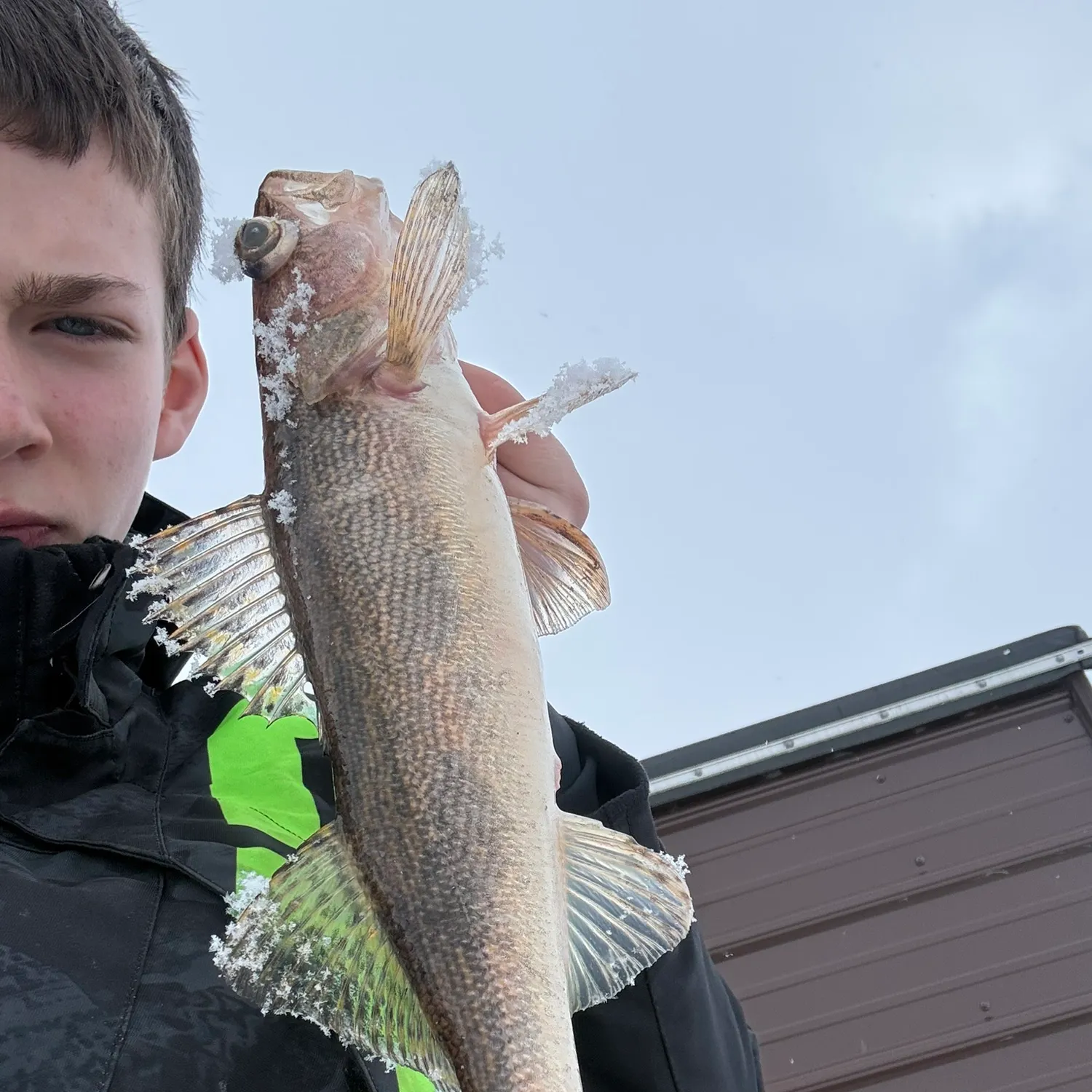 The most recent Sauger catches on Fishbrain