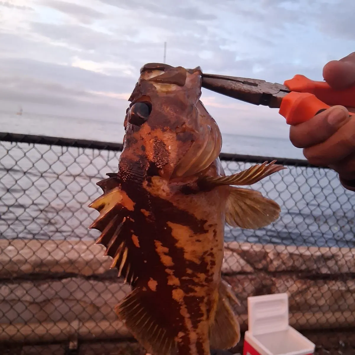 The most recent China rockfish catches on Fishbrain