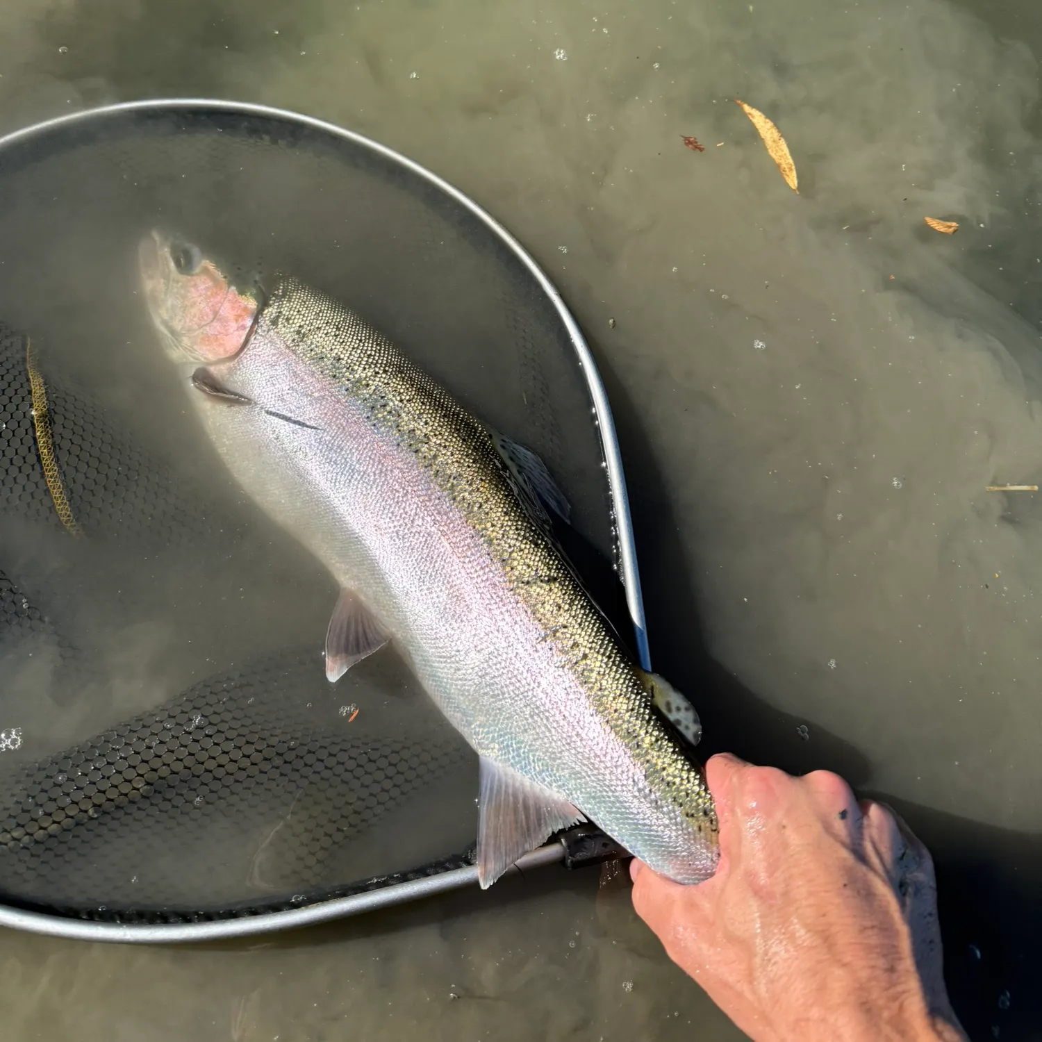 Steelhead caught on Fishbrain