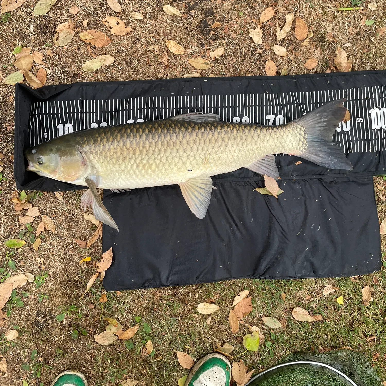 The most recent Grass carp catches on Fishbrain
