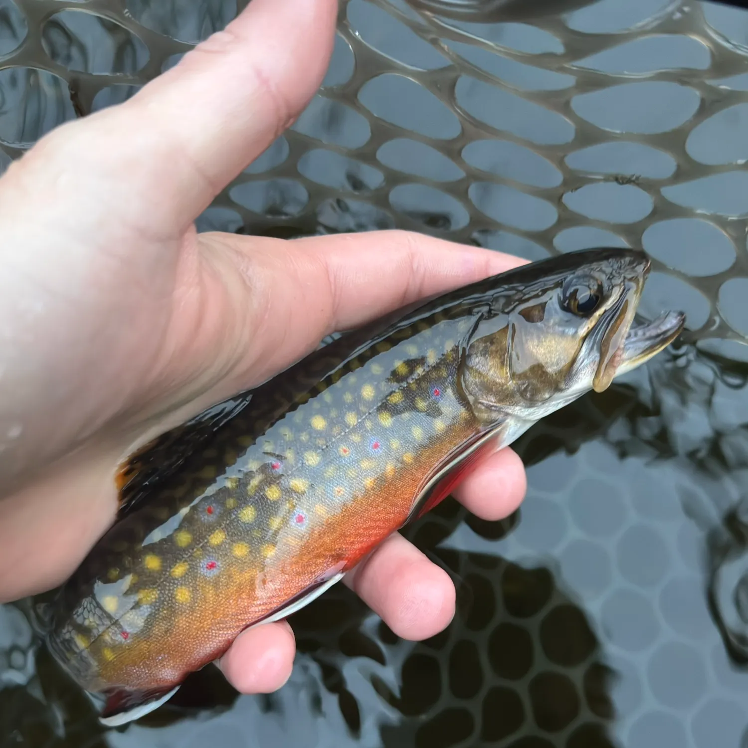 Brook trout caught on Fishbrain