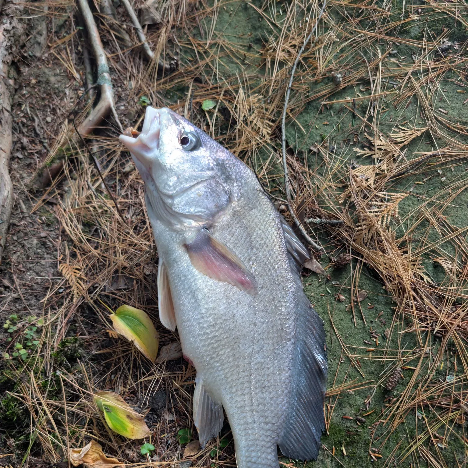 Freshwater drum caught on Fishbrain