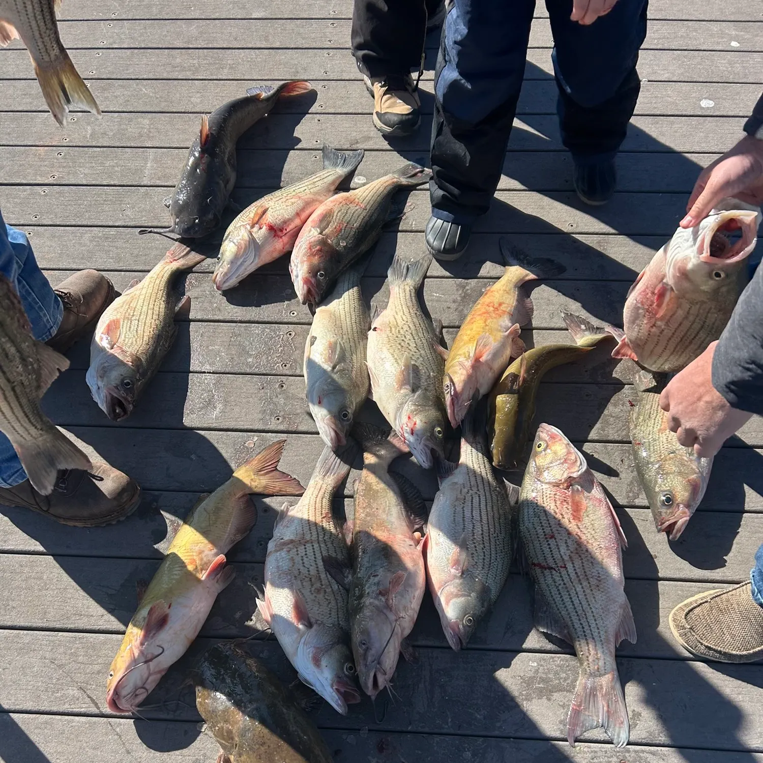 recently logged catches