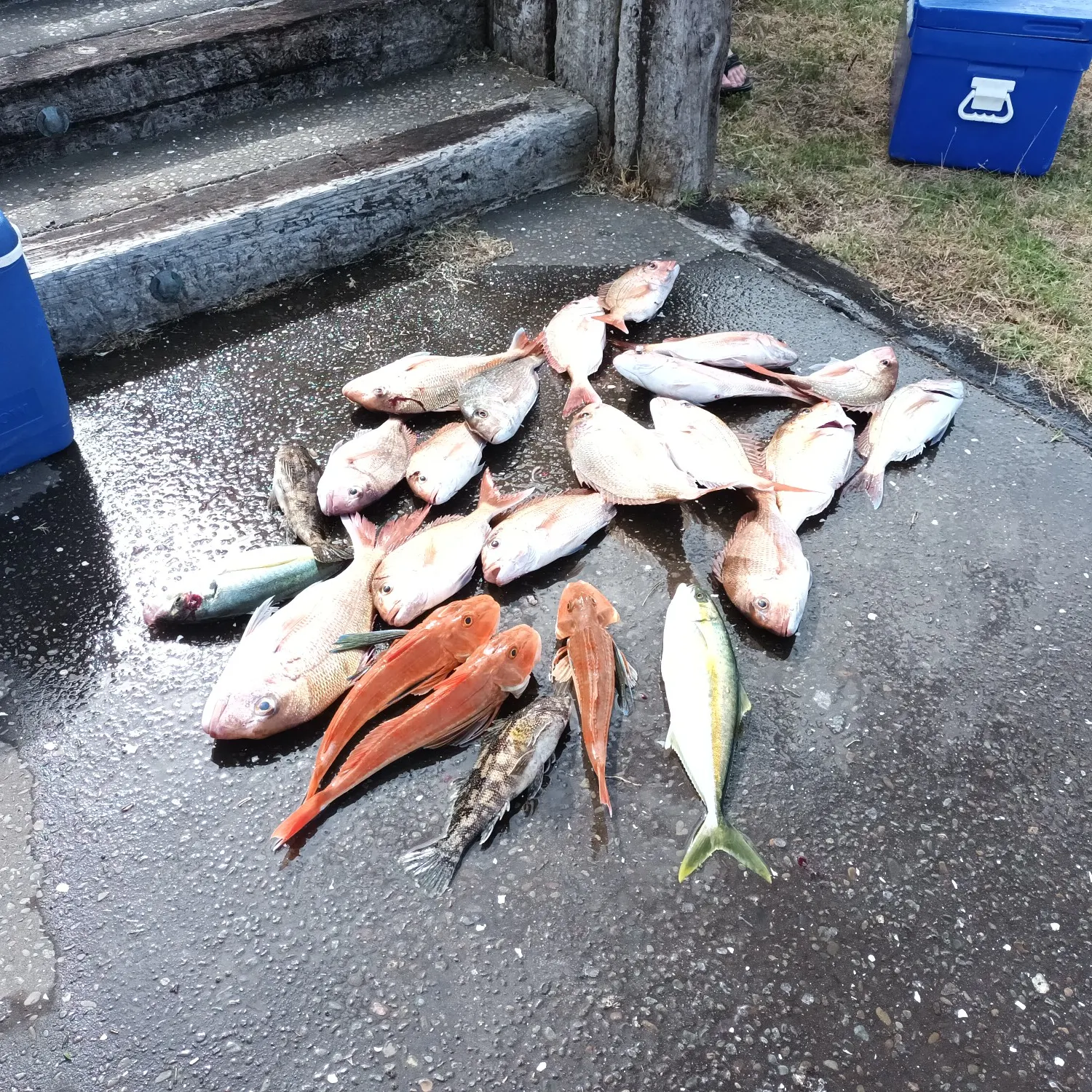 recently logged catches