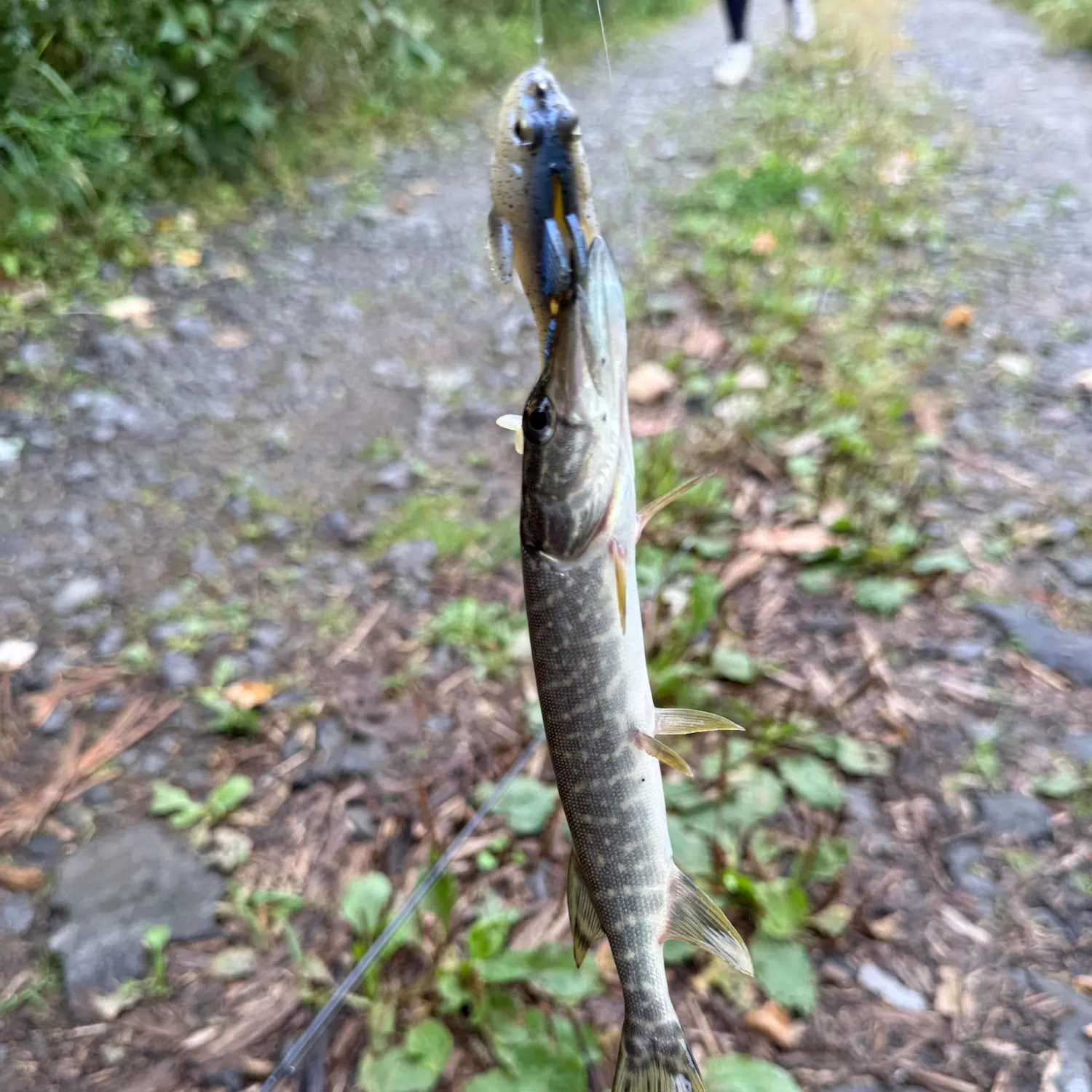 Northern pike caught on Fishbrain