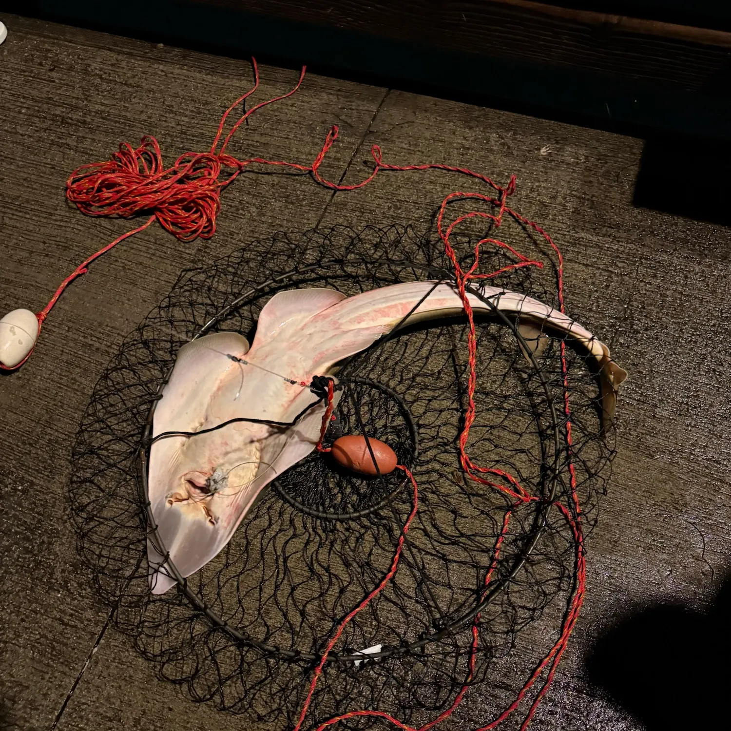Pacific shovelnose guitarfish caught on Fishbrain