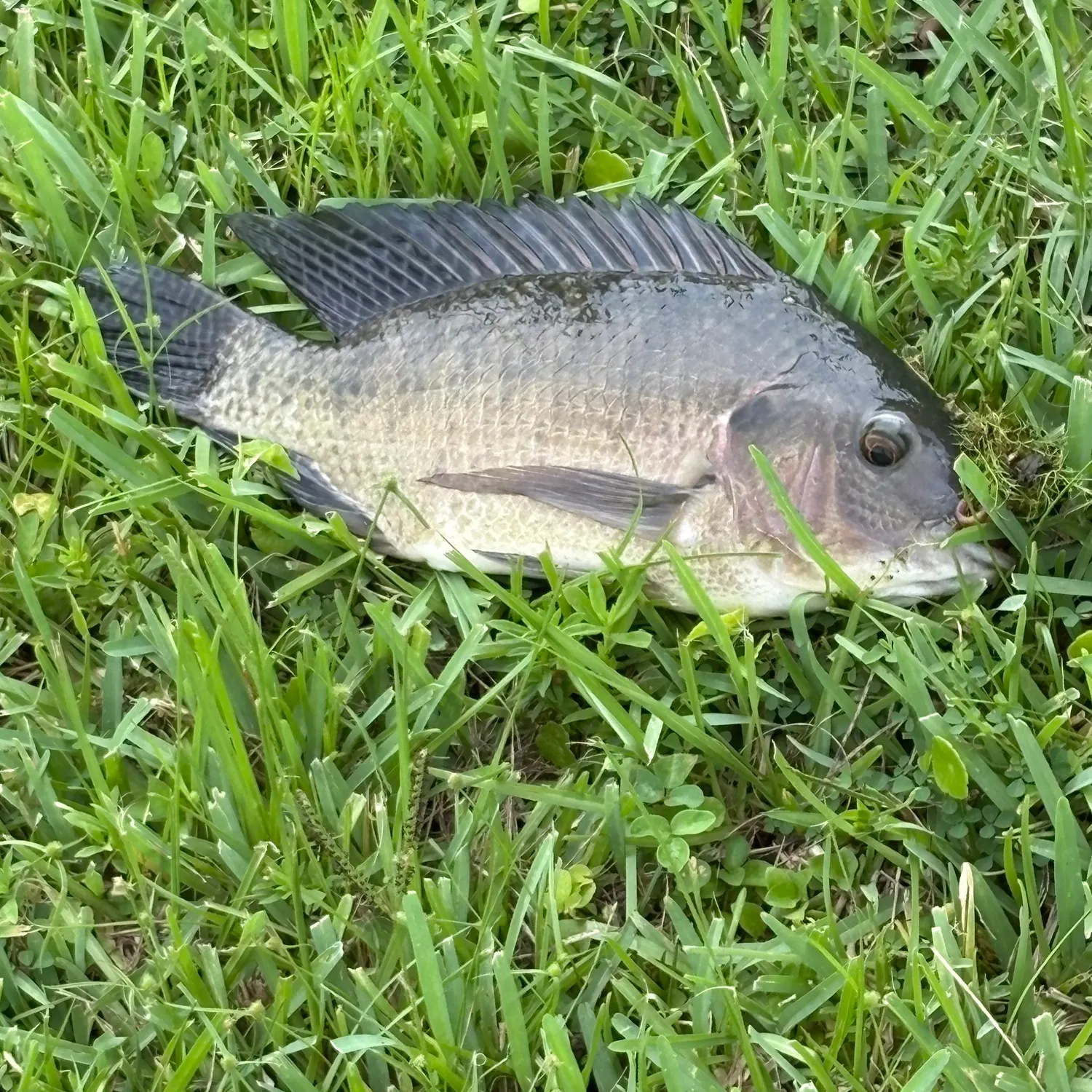 Nile tilapia caught on Fishbrain