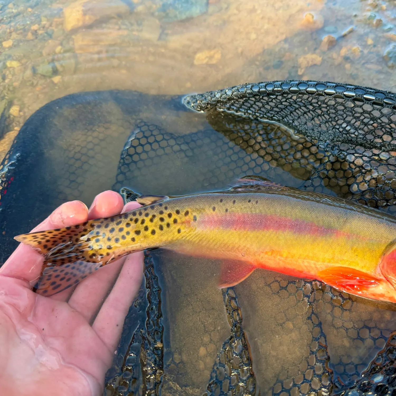 The most recent Golden trout catches on Fishbrain