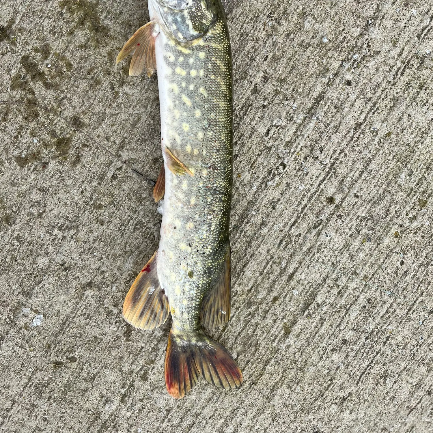 Northern pike caught on Fishbrain