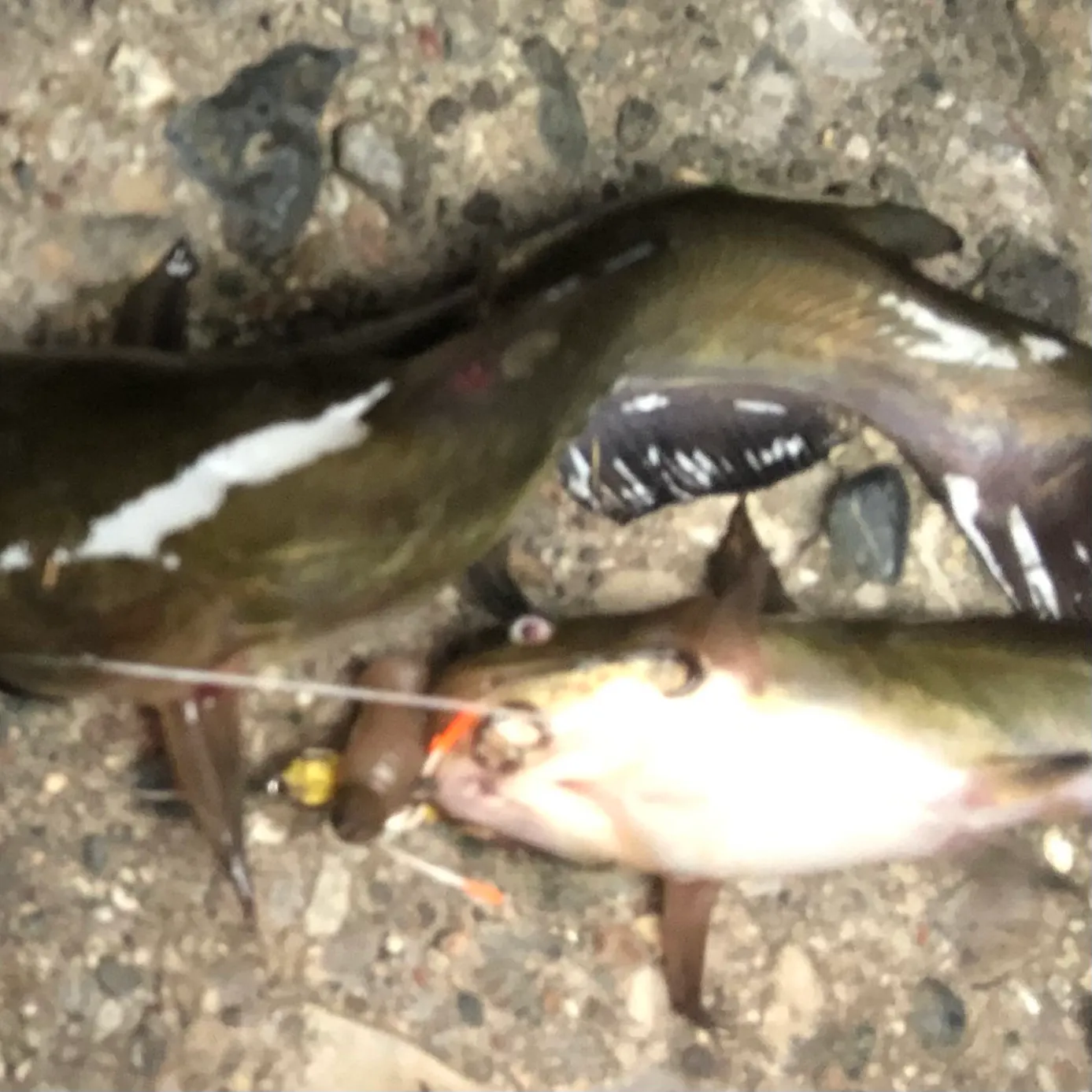 The most recent Black madtom catches on Fishbrain