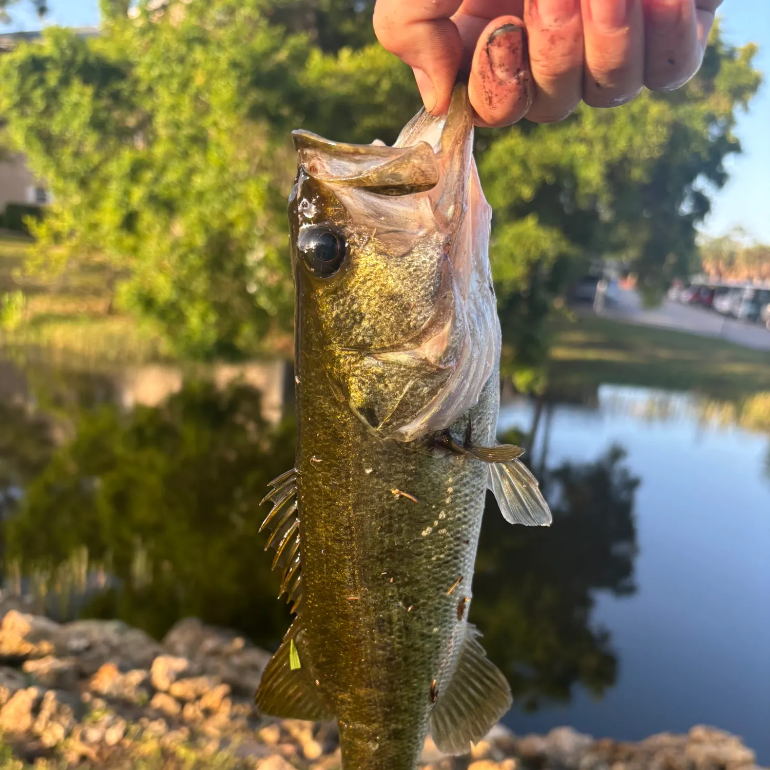 The most recent Shoal bass catches on Fishbrain