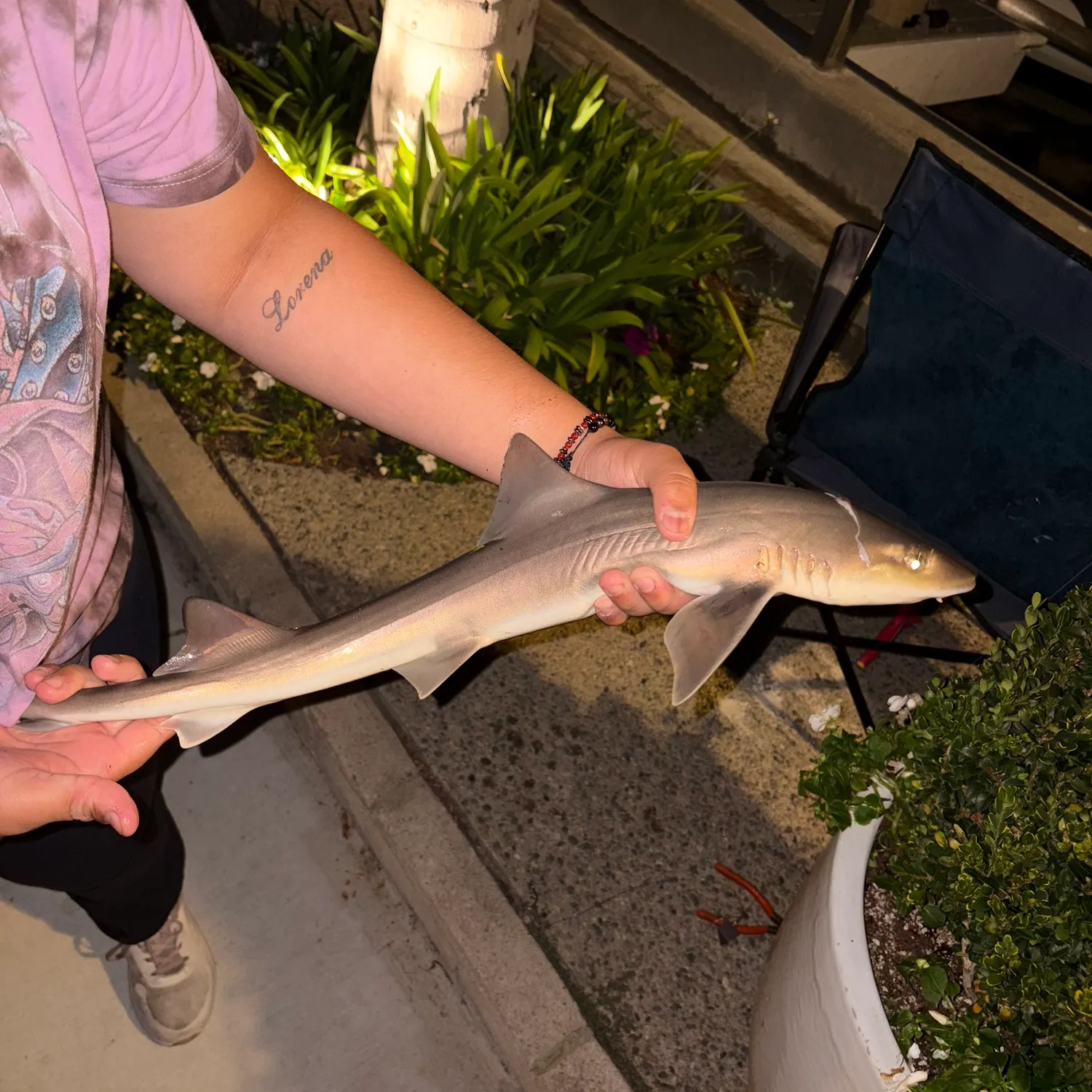 Grey smooth-hound caught on Fishbrain