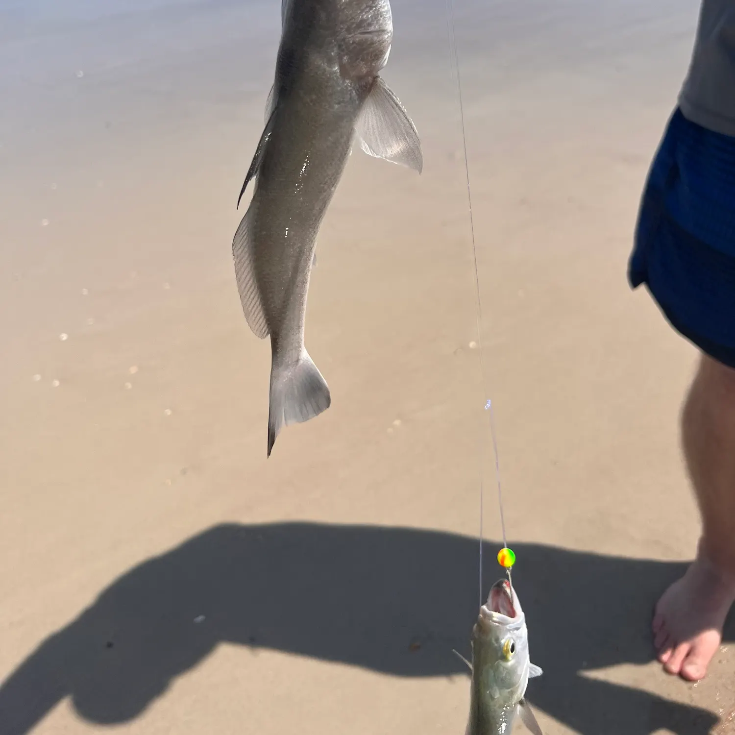 The most recent Southern kingcroaker catches on Fishbrain