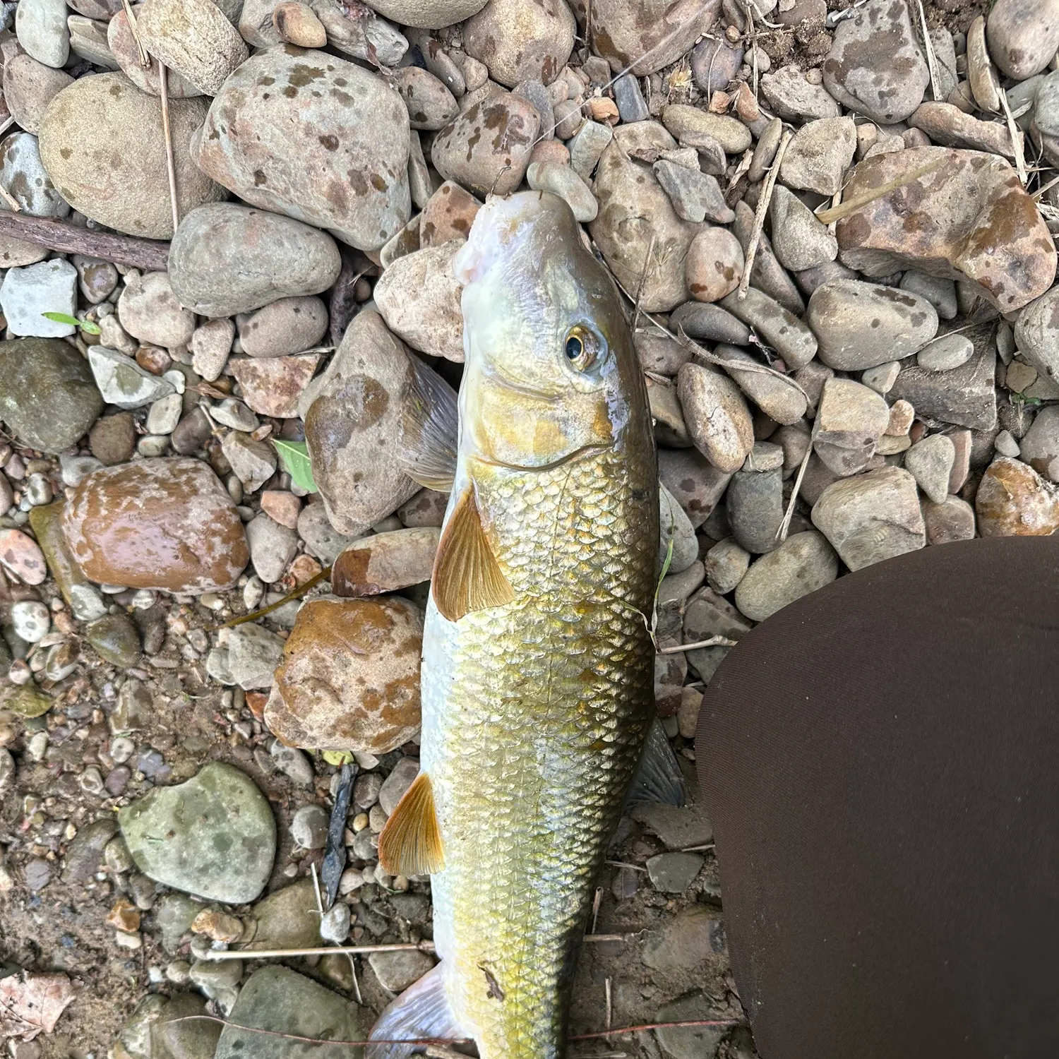 The most recent Northern hogsucker catches on Fishbrain