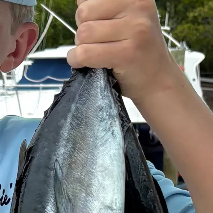 The most recent Little tunny catches on Fishbrain