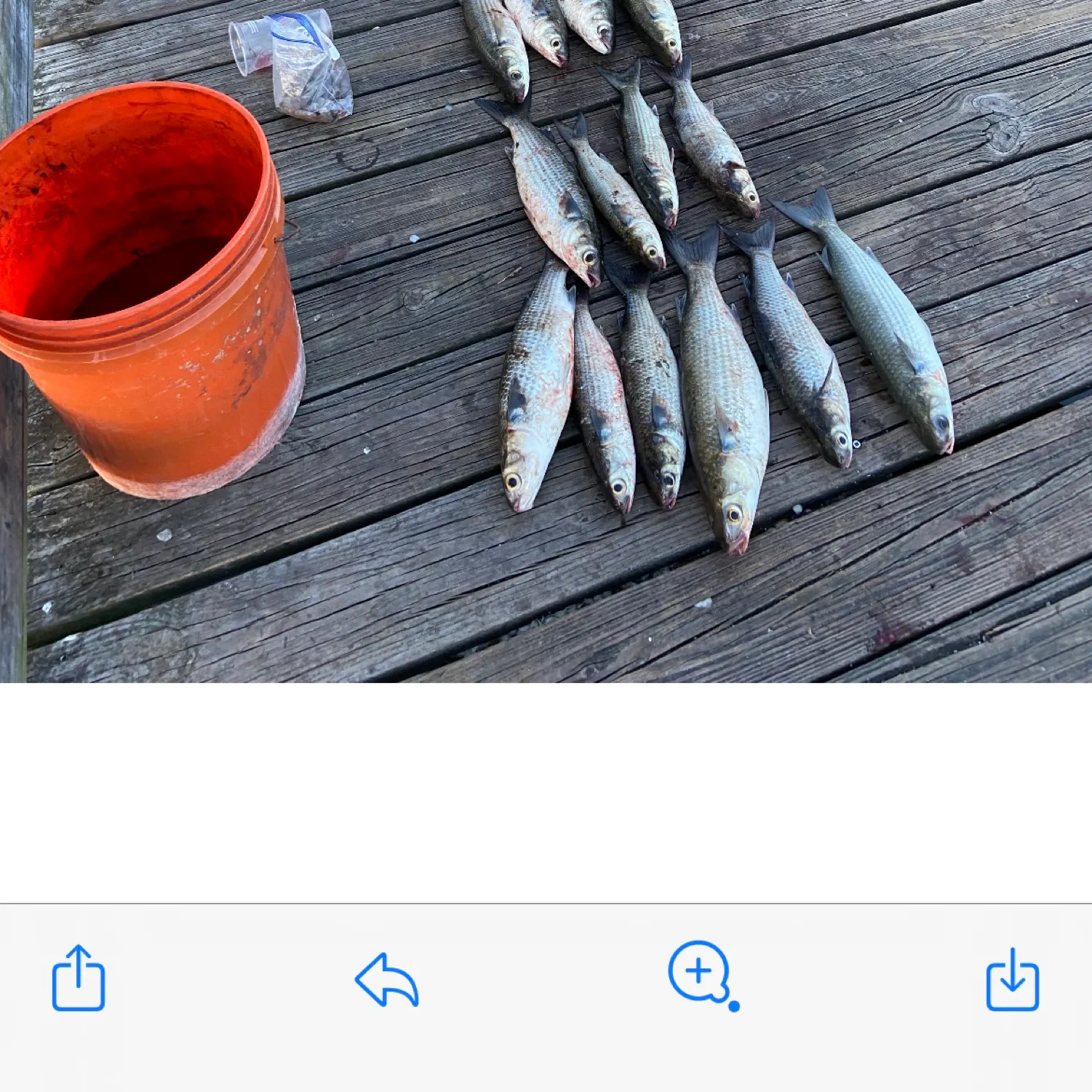 recently logged catches