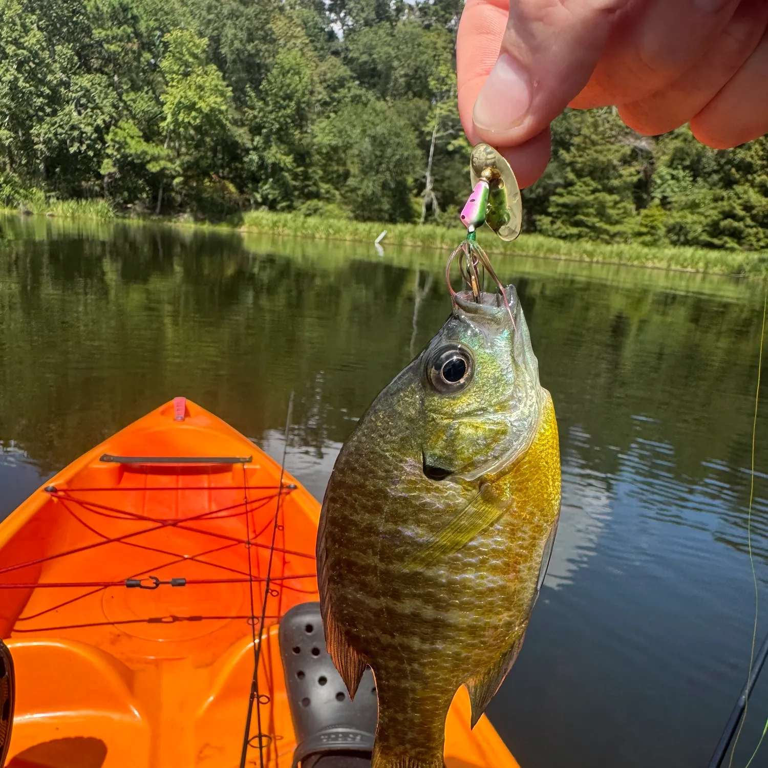 Bluegill caught on Fishbrain
