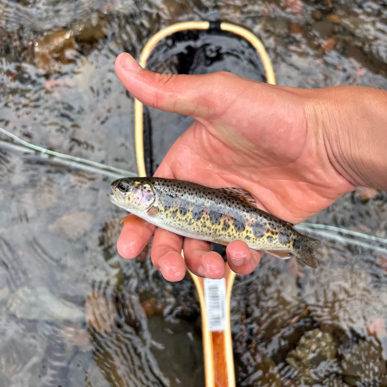 Rainbow trout caught on Fishbrain