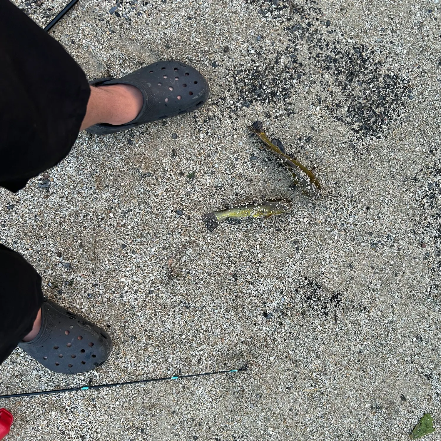 Yellow bullhead caught on Fishbrain