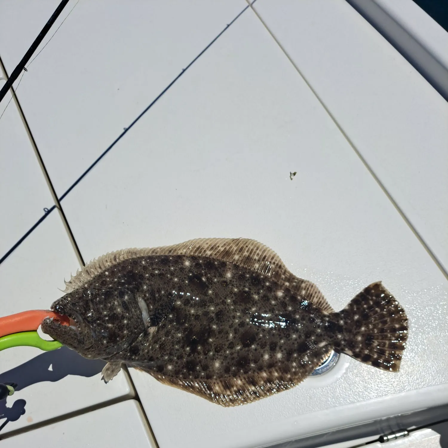 The most recent Southern flounder catches on Fishbrain