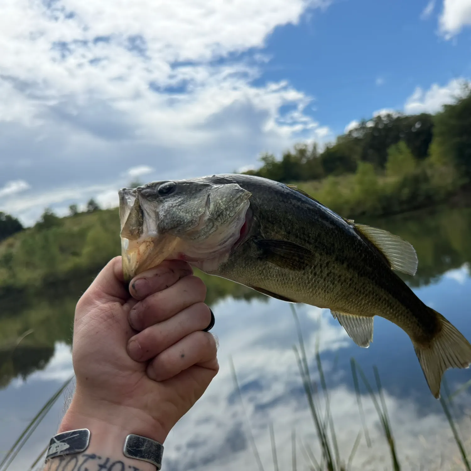 Largemouth bass caught on Fishbrain