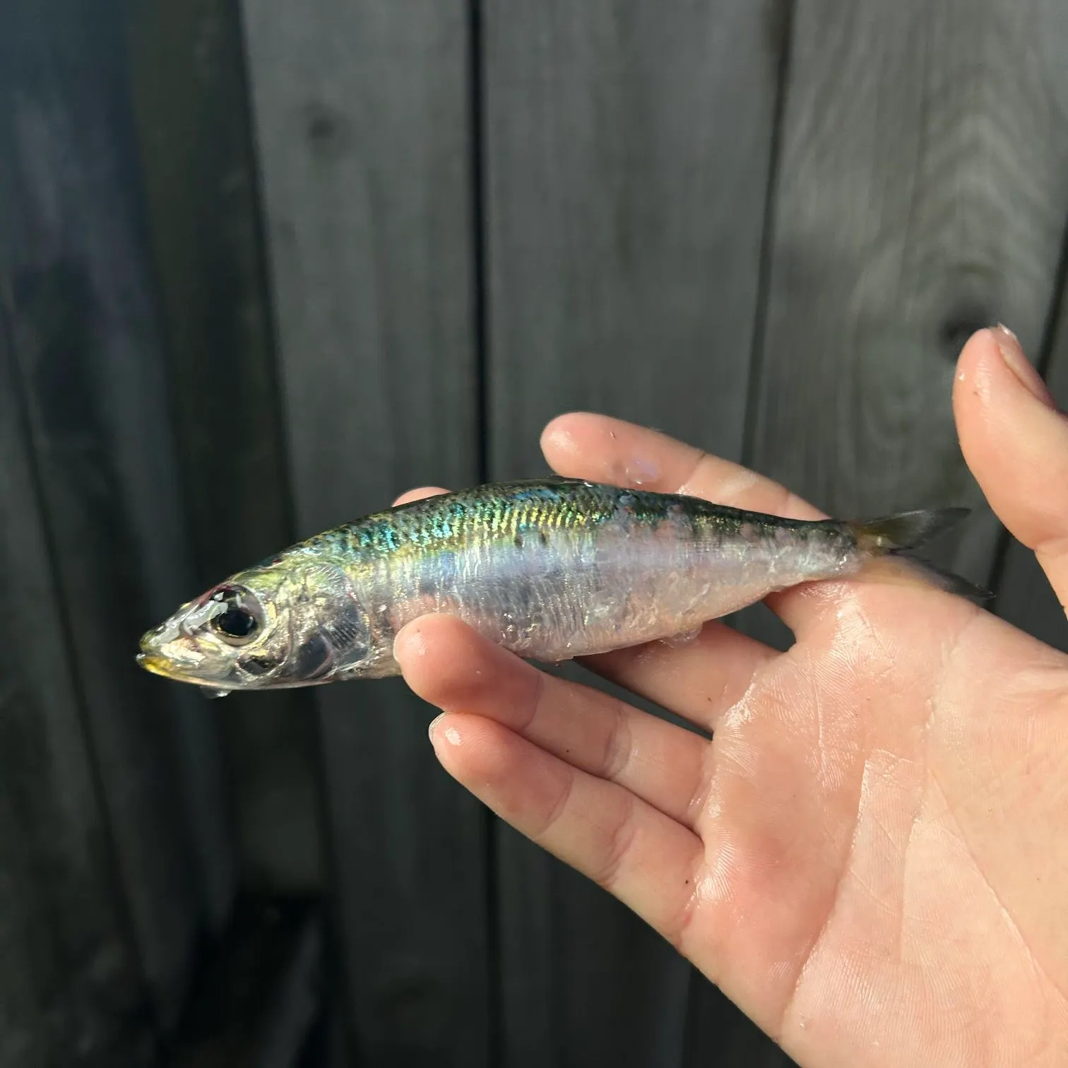 Fish caught on Fishbrain